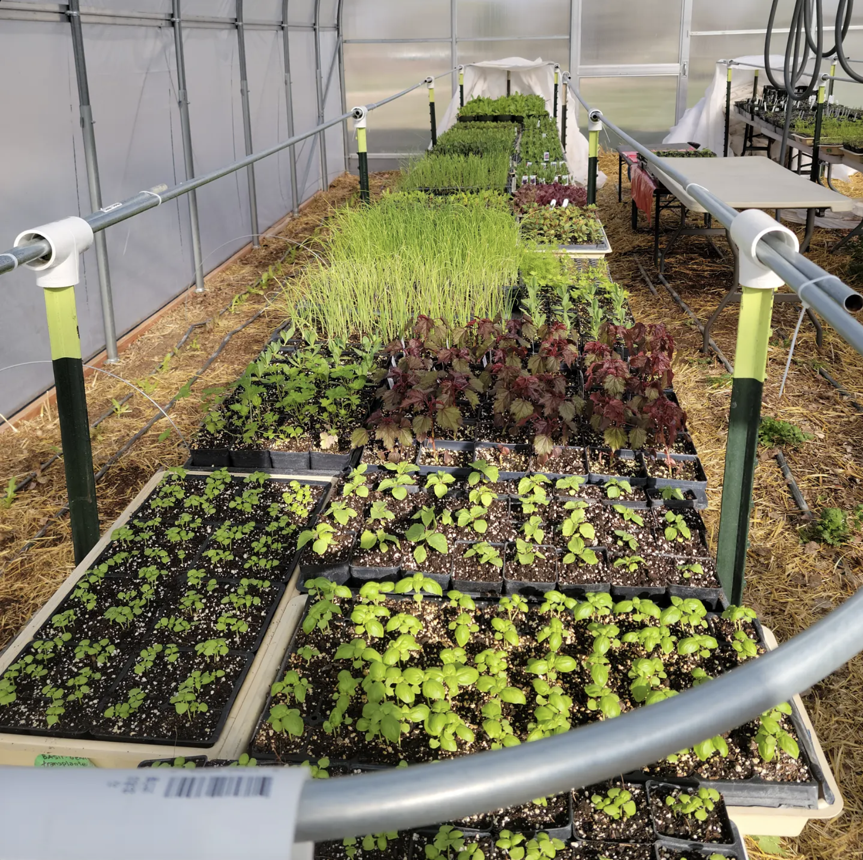 Greenhouse with all of the greens they use for the culinary experience. Resembling freshly sourced ingredients.