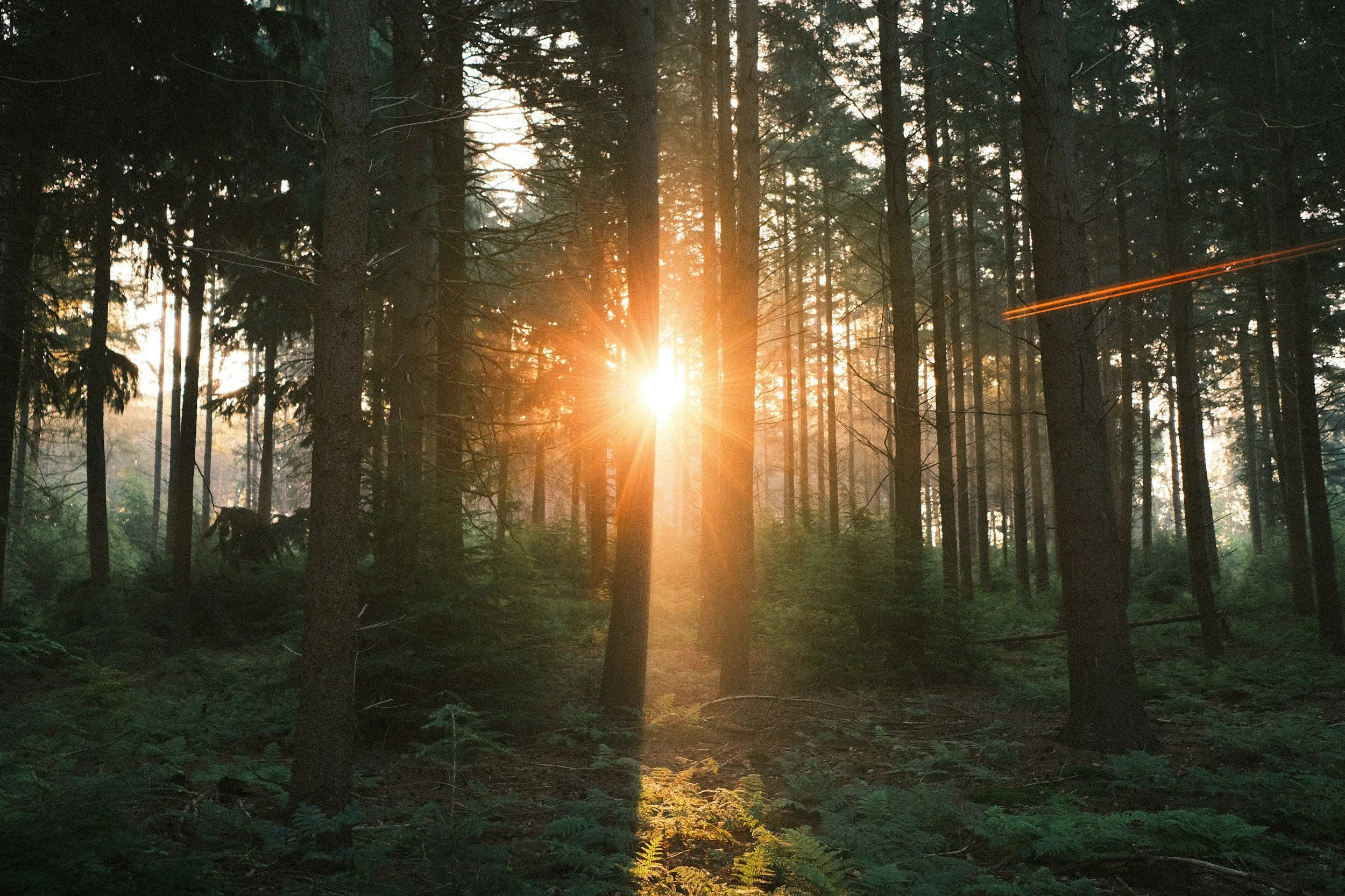 Sunset filtering through tall trees in a dense forest, casting a warm glow on the greenery below.