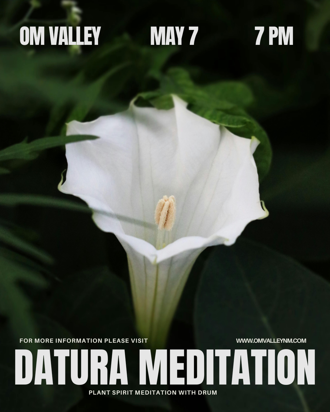 Datura meditation.png
