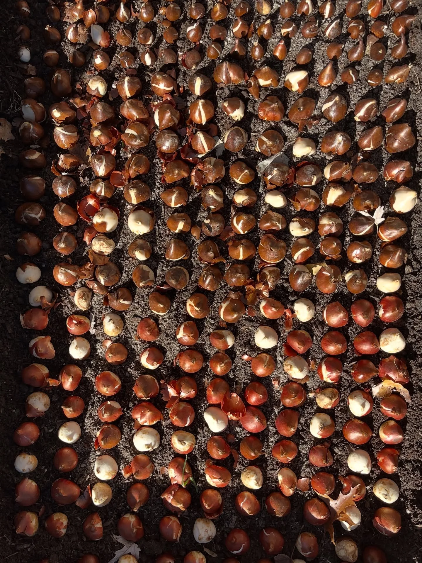 Here&rsquo;s to hoping that spring 2026 is a good one. This is all a first for us. 🤞🏼🤞🏼🤞🏼