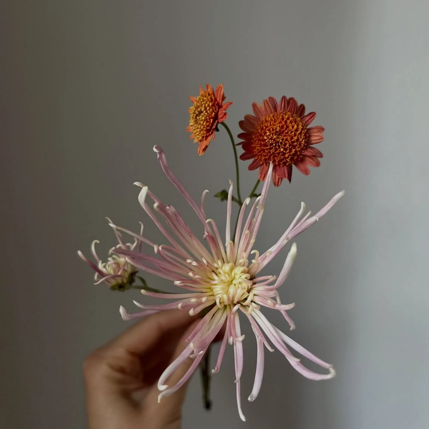 The mums are all tucked away for the winter. Next year, I think it&rsquo;s safe to say, will be the year of the unicorn chrysanthemum trials. I can&rsquo;t help myself. -Emily