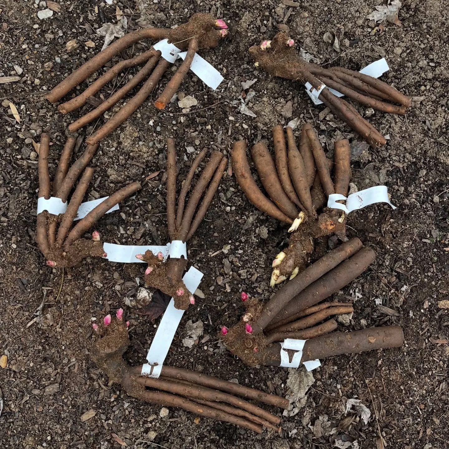 A humble seven peonies to add to our small collection. Quality over quantity, always. These will be planted out in Campbellsville, Kentucky at my parent&rsquo;s farm. They&rsquo;ve been the stewards of our peonies since 2018 when we made our move to 