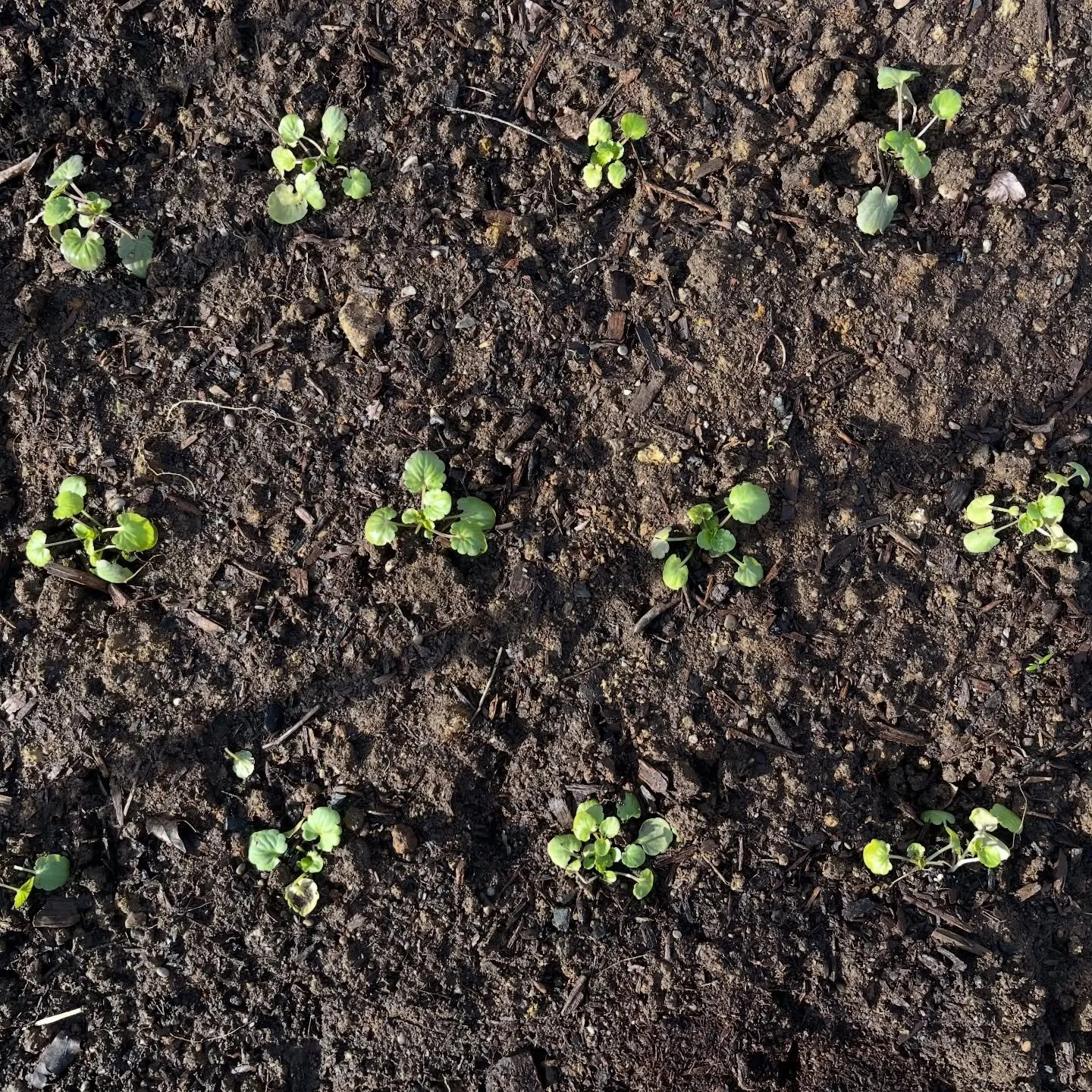 cutie little pansies are growing
