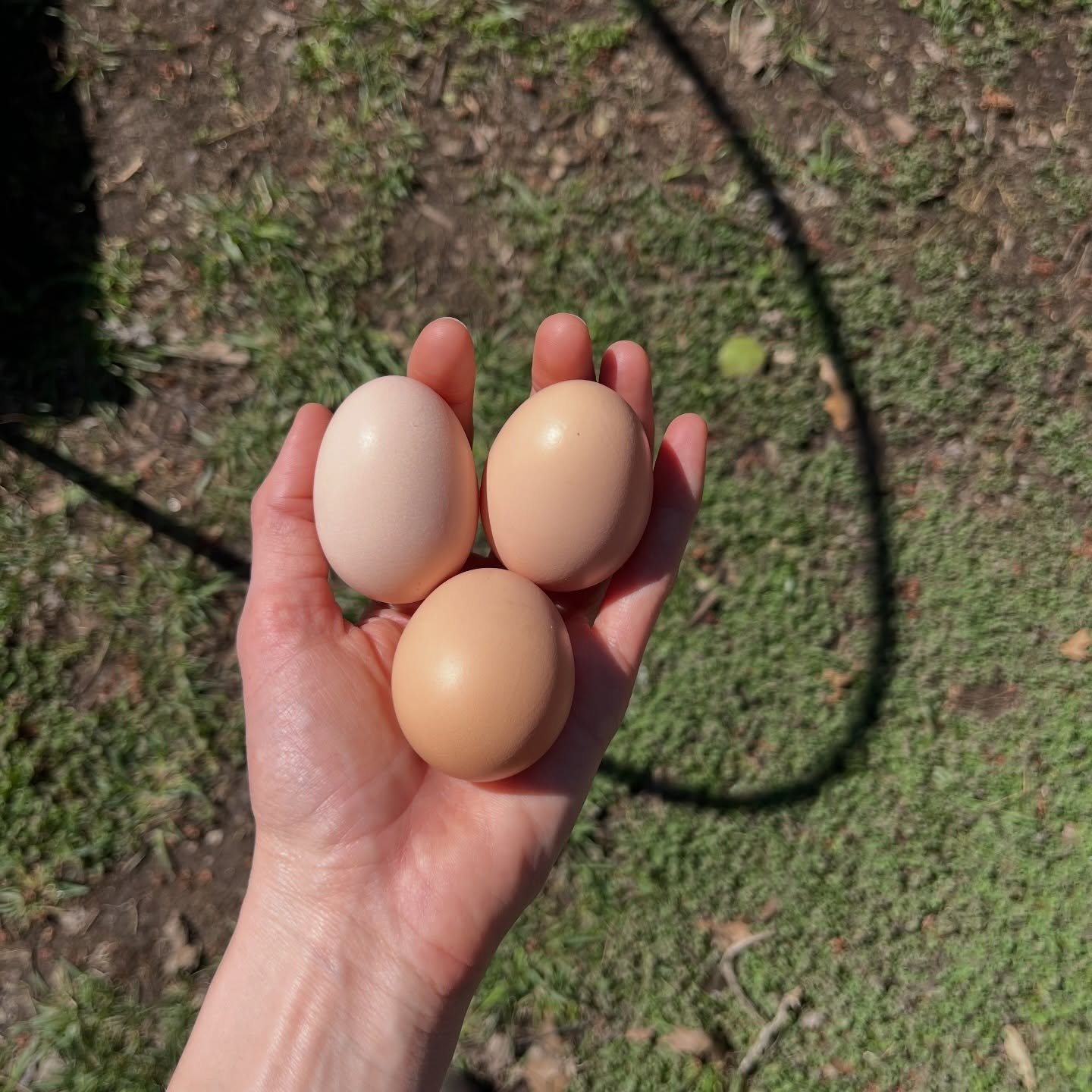 Egg carton design coming soon, thanks to @matthewmcdole! Can&rsquo;t wait because we have so many eggs and we need help consuming them. lol 

#lexingtonky #cochins #backyardhens #farmfresheggs #noodleflowers