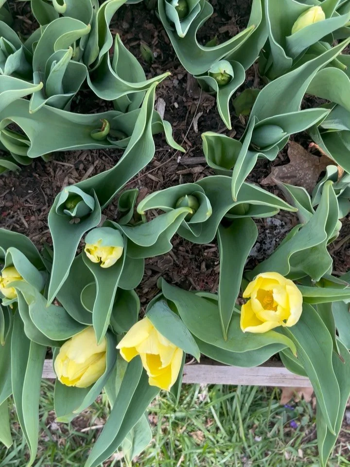 Oh look, our very first *micro-tulip* harvest on the first day of spring. 🥴🫠😂 

She&rsquo;s cute though and reminds me of butter. 🧈 🧈

This tulip season may be an interesting one for us, but there is always benefit in learning and trying new thi