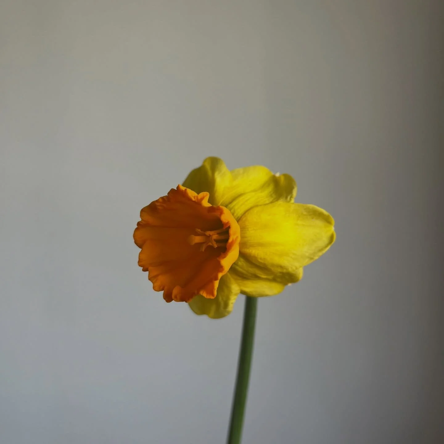 &ldquo;Hi, I&rsquo;m new here.&rdquo; -flower 

10/10 cute

#lexingtonky #daffodil #urbanflowering #cutflowers #noodleflowers
