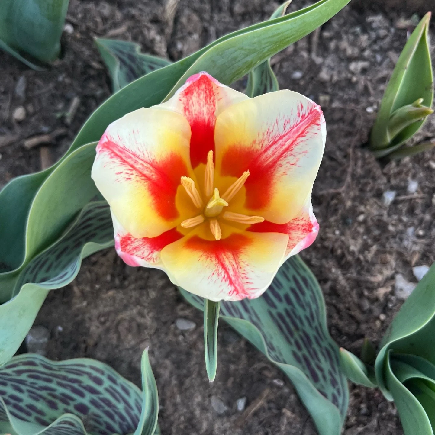 Historic beauty that bloomed on a shorty stem. I&rsquo;m okay with that though. 

#lexingtonky #tulip #urbanflowering #cutflowers #noodleflowers