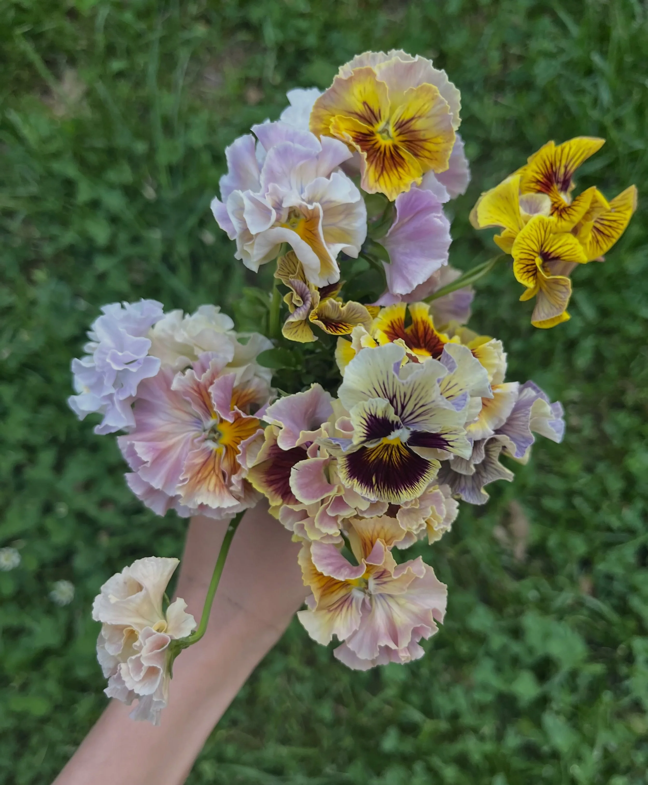 Little darlings.

#lexingtonky #pansy #specialtycutflowers #wegrewthis #noodleflowers