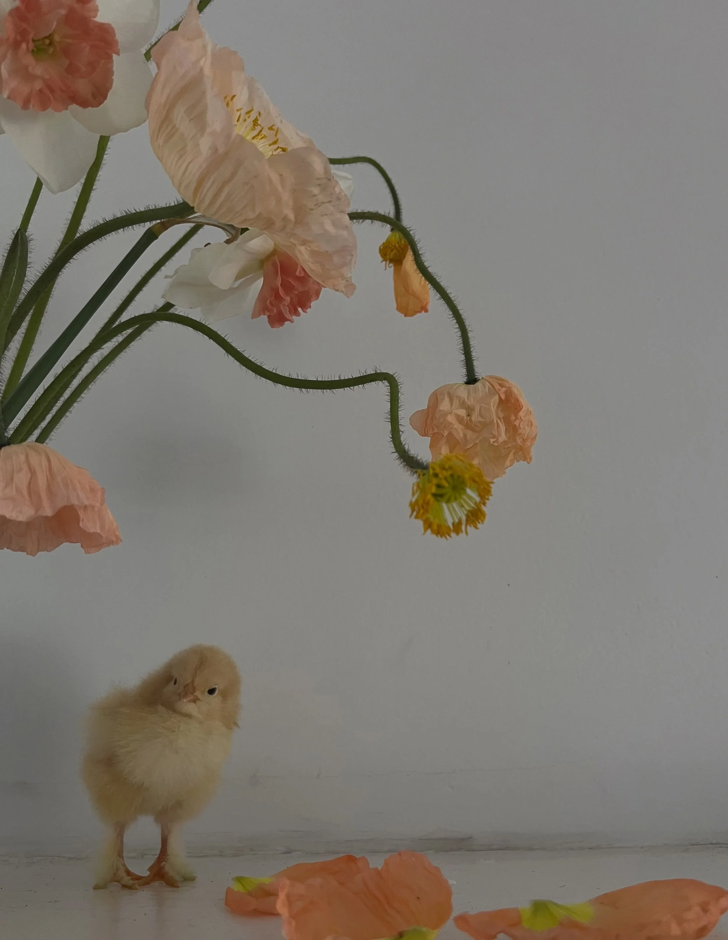 We&rsquo;re really in between spring and summer flowers right now. Pretty much nothing exciting is happening in the yard while we wait. 

Here&rsquo;s a last year photo, when the girls were the tiniest! Also, poppies from @bellaireblooms because they