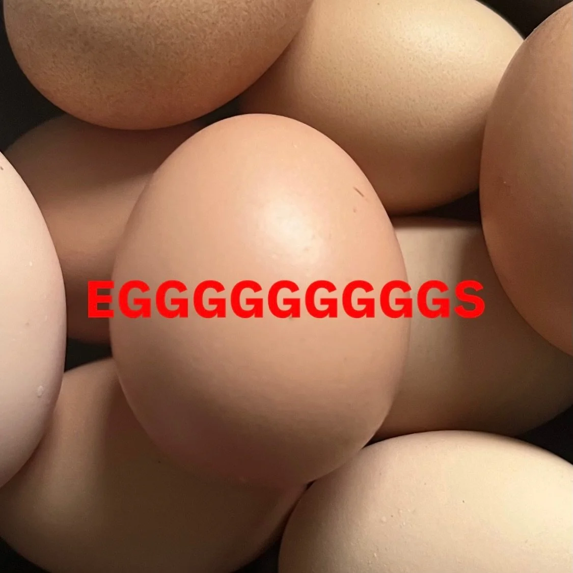 Egg Drop (Soup?)

It&rsquo;s EGG TIME! The girls have been working hard. We have 4, 1/2 dozen cartons, available for pick up this weekend! 

If you live in Mentelle or Kenwick, we can deliver. 

Shop link in bio to reserve your eggs. It&rsquo;s nice 