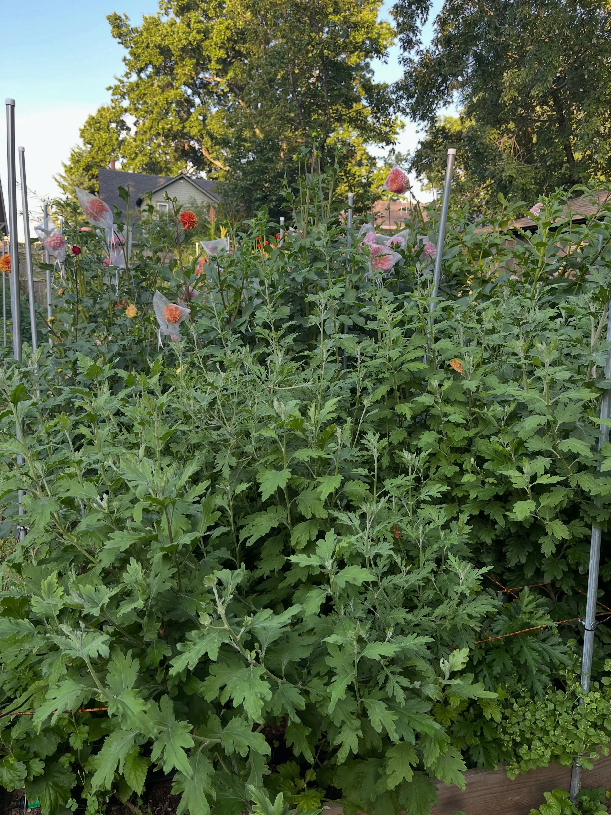 The mums are getting tall - so are the dahlias. 🌼
