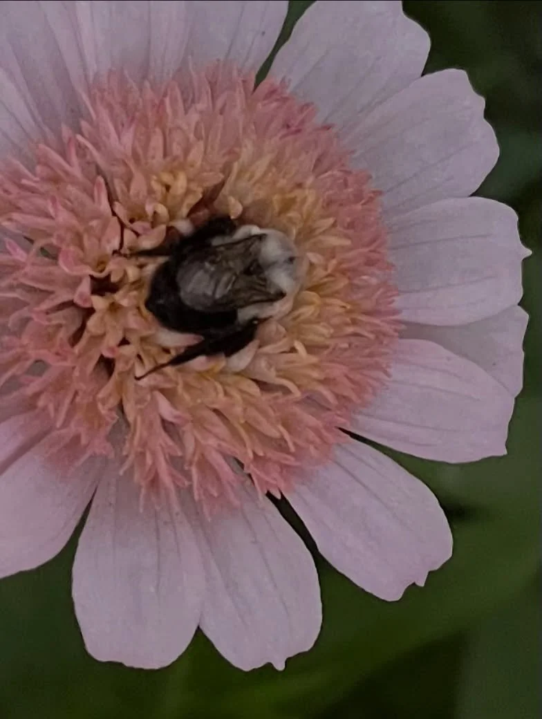 A cozy bee