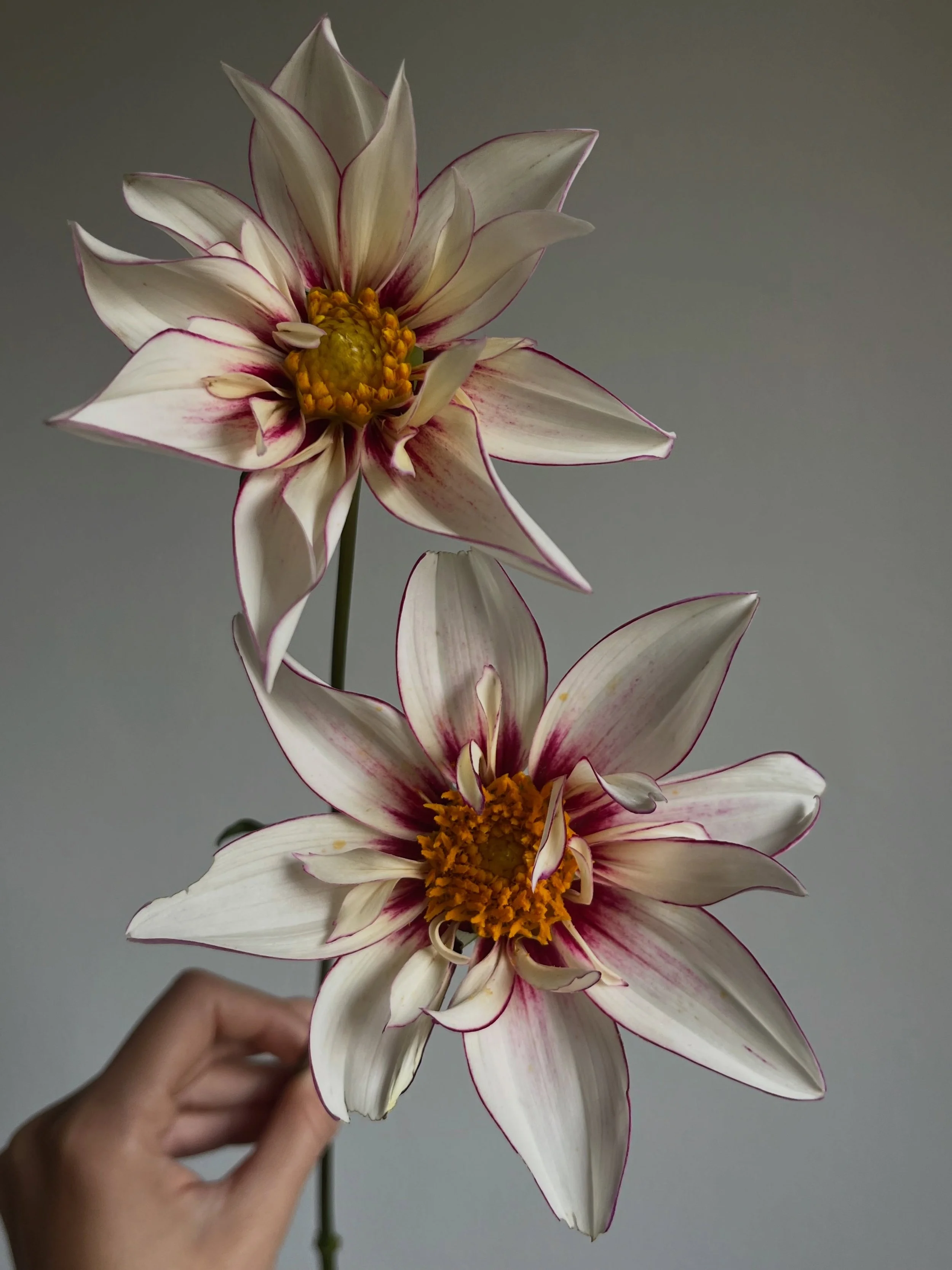 Believe I&rsquo;ve found a seedling that I actually want to store and try again next year.