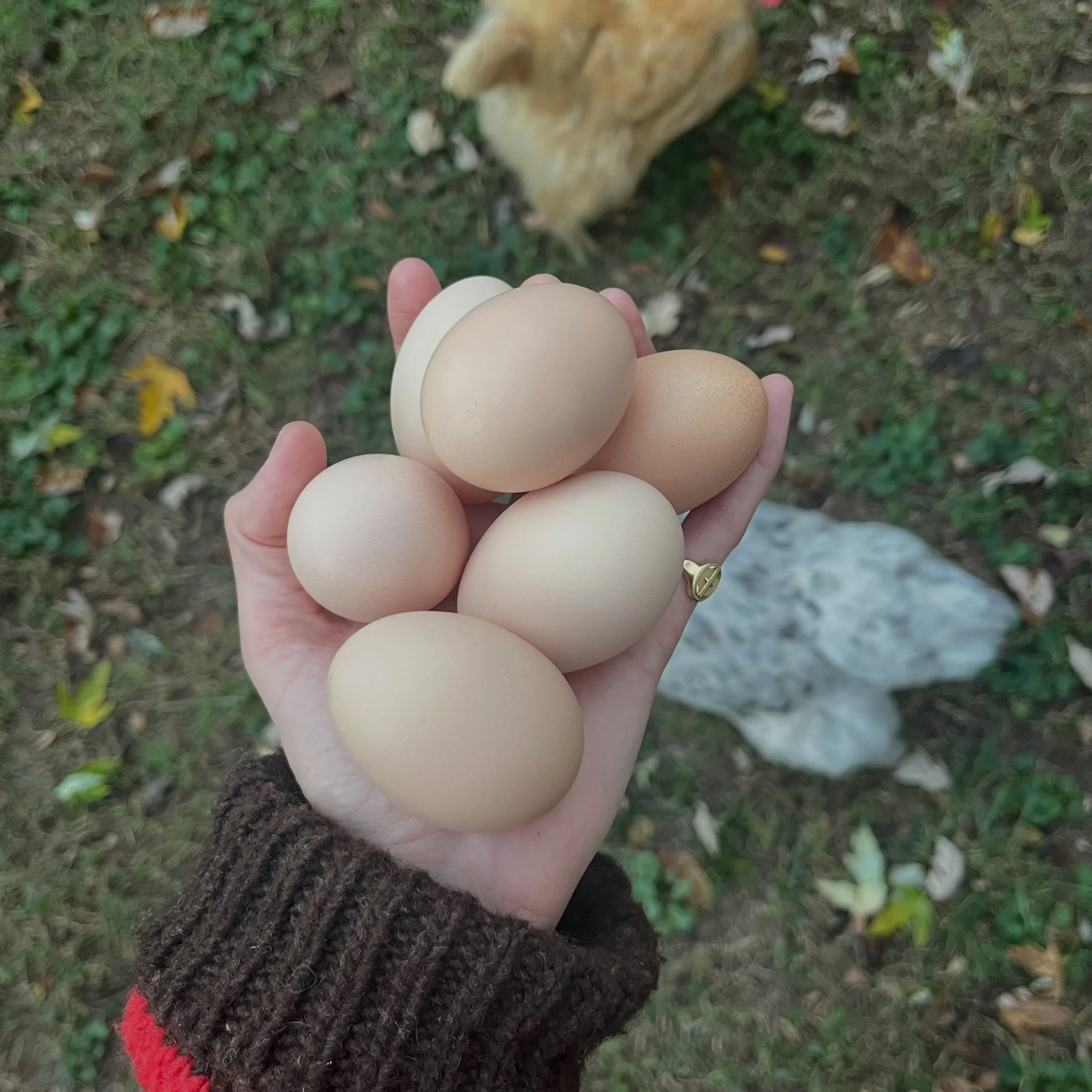 Eggs in the shop, baby! For Saturday pick up.