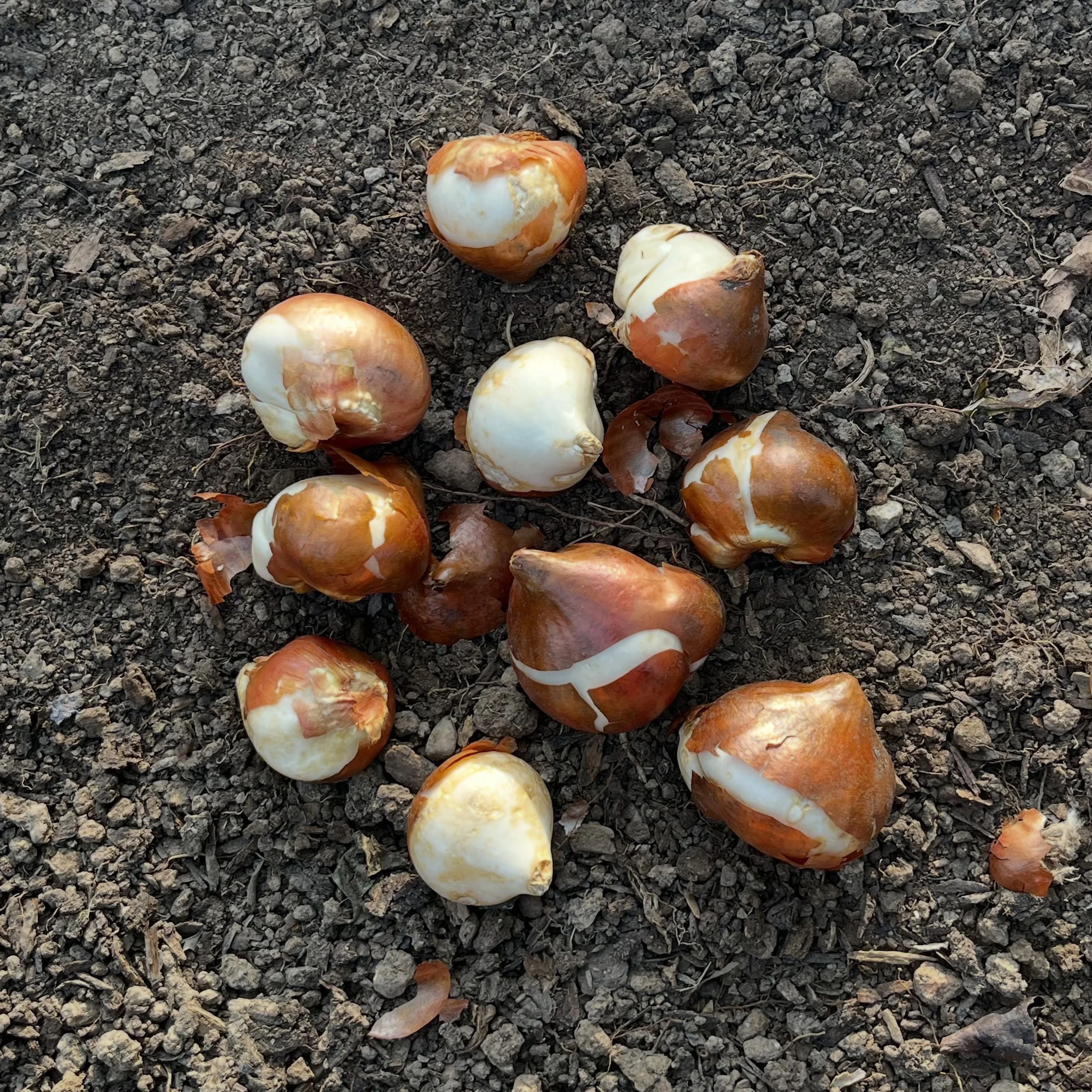I think most of the 2027 tulip bulbs have finally arrived for planting. We still need to do that. We ordered 1/4 of the amount that we had for 2026. Why? Because, friends, tulips are expensive. I&rsquo;m ready for a smaller, gorgina, tulip trial offe