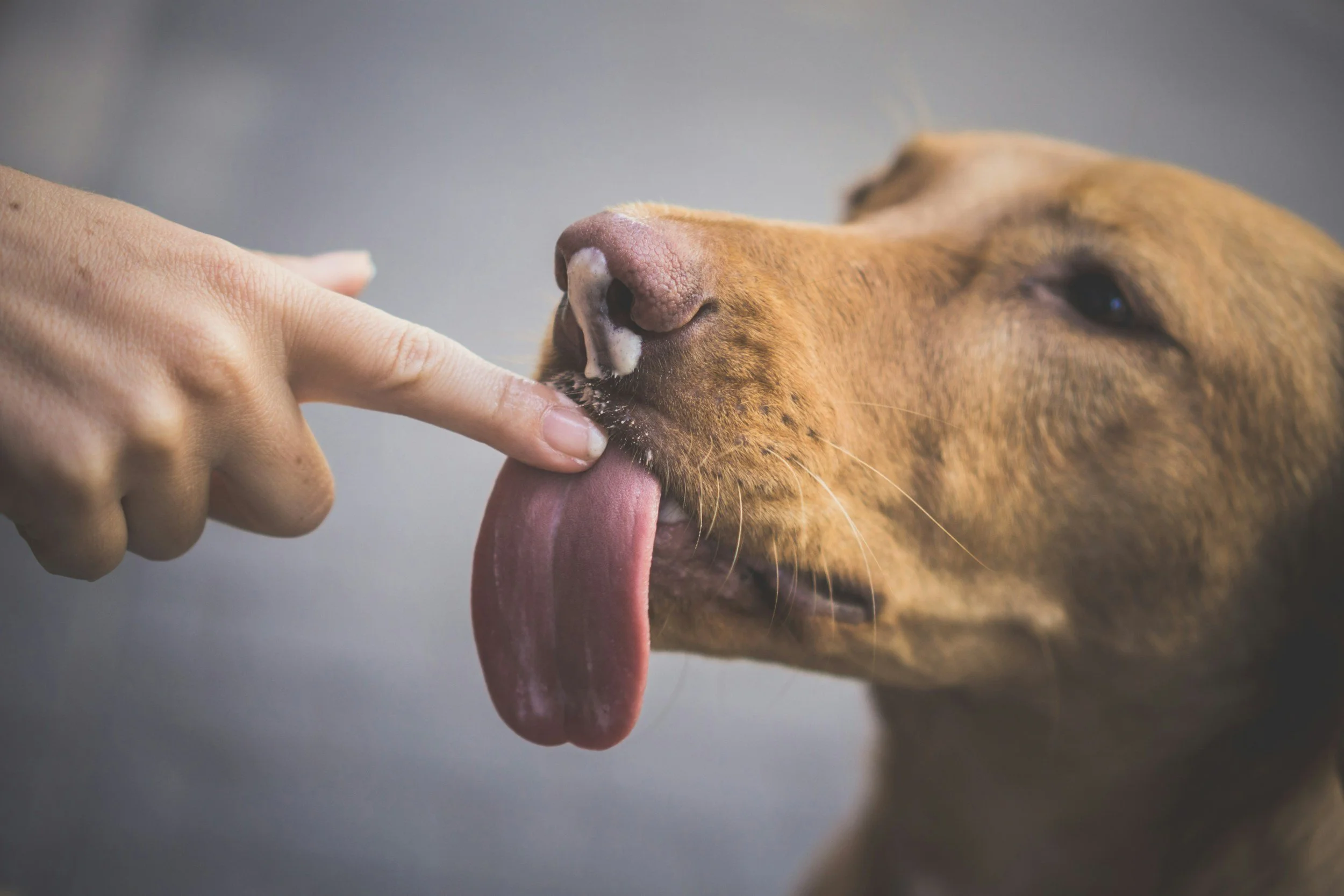 A person touching a lion's nose with their finger while the lion sticks out its tongue.