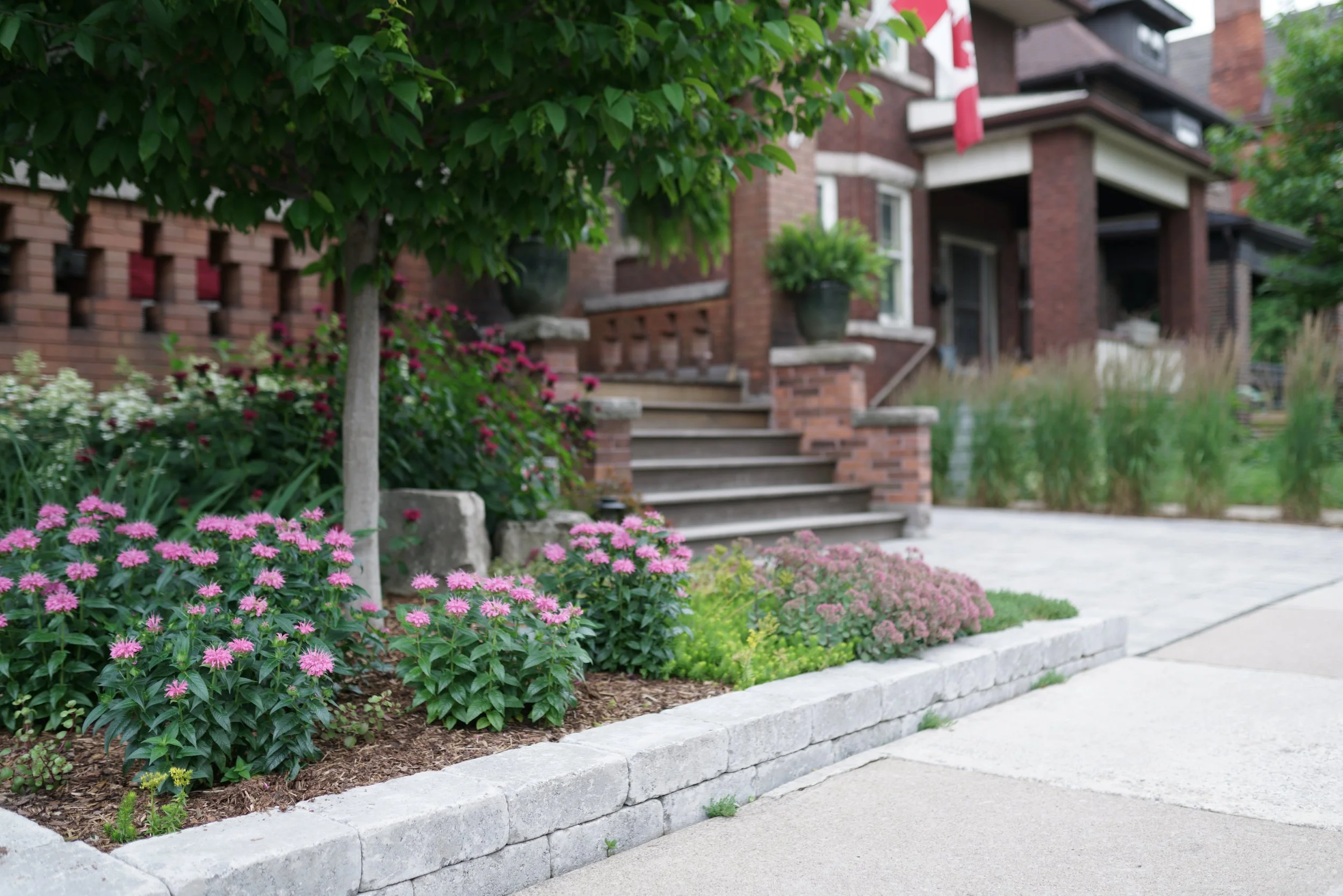 Front garden, brussels wall.JPG