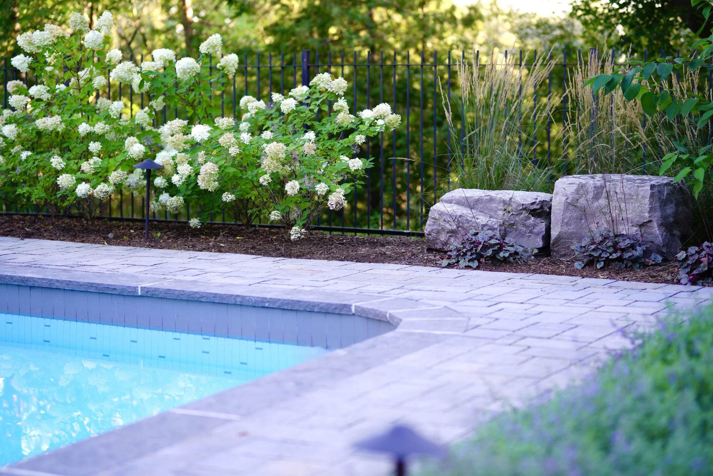 Limelight Hydrangea