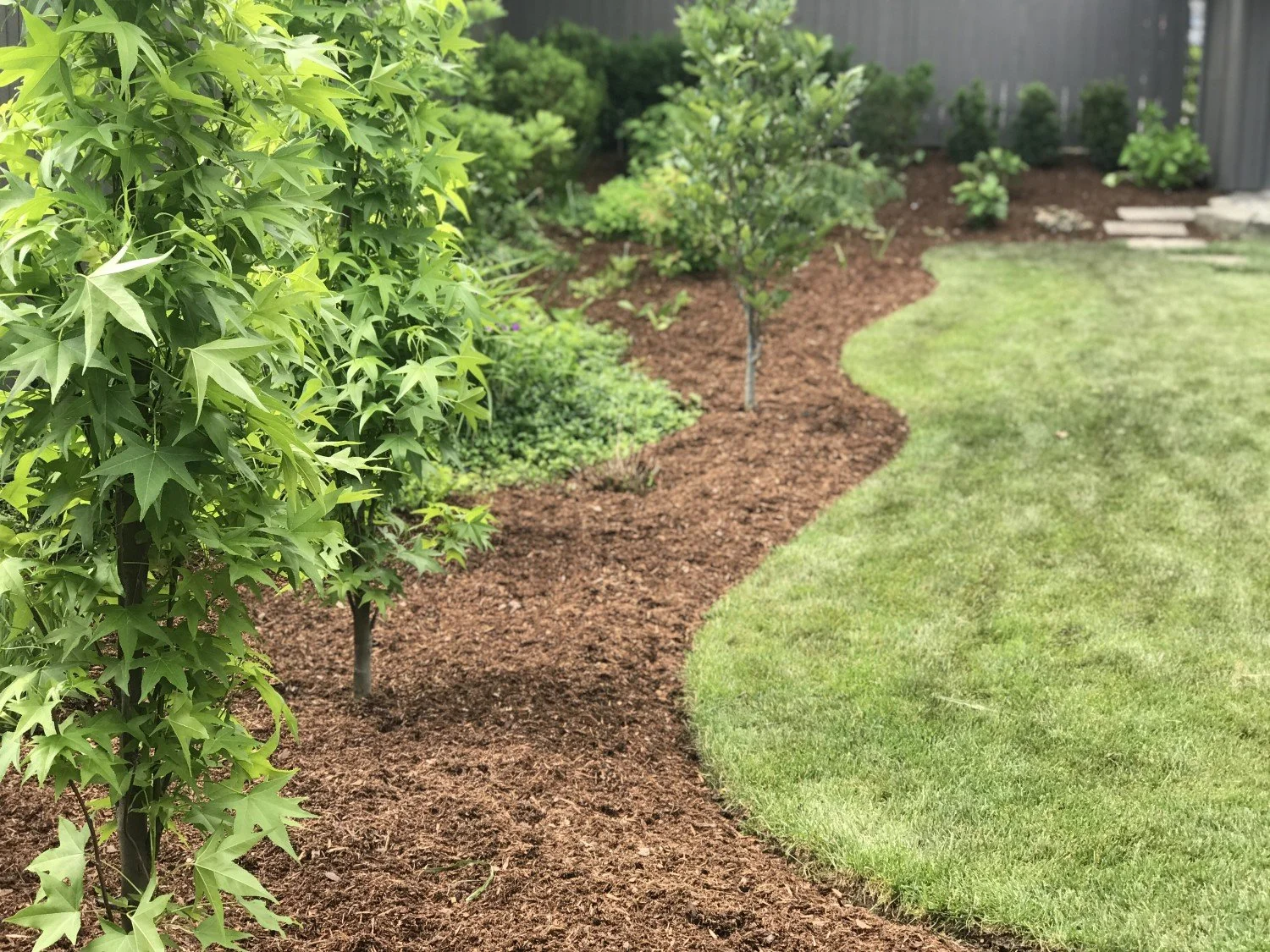Garden Edge - Liquidambar Slender Silhouette.jpeg