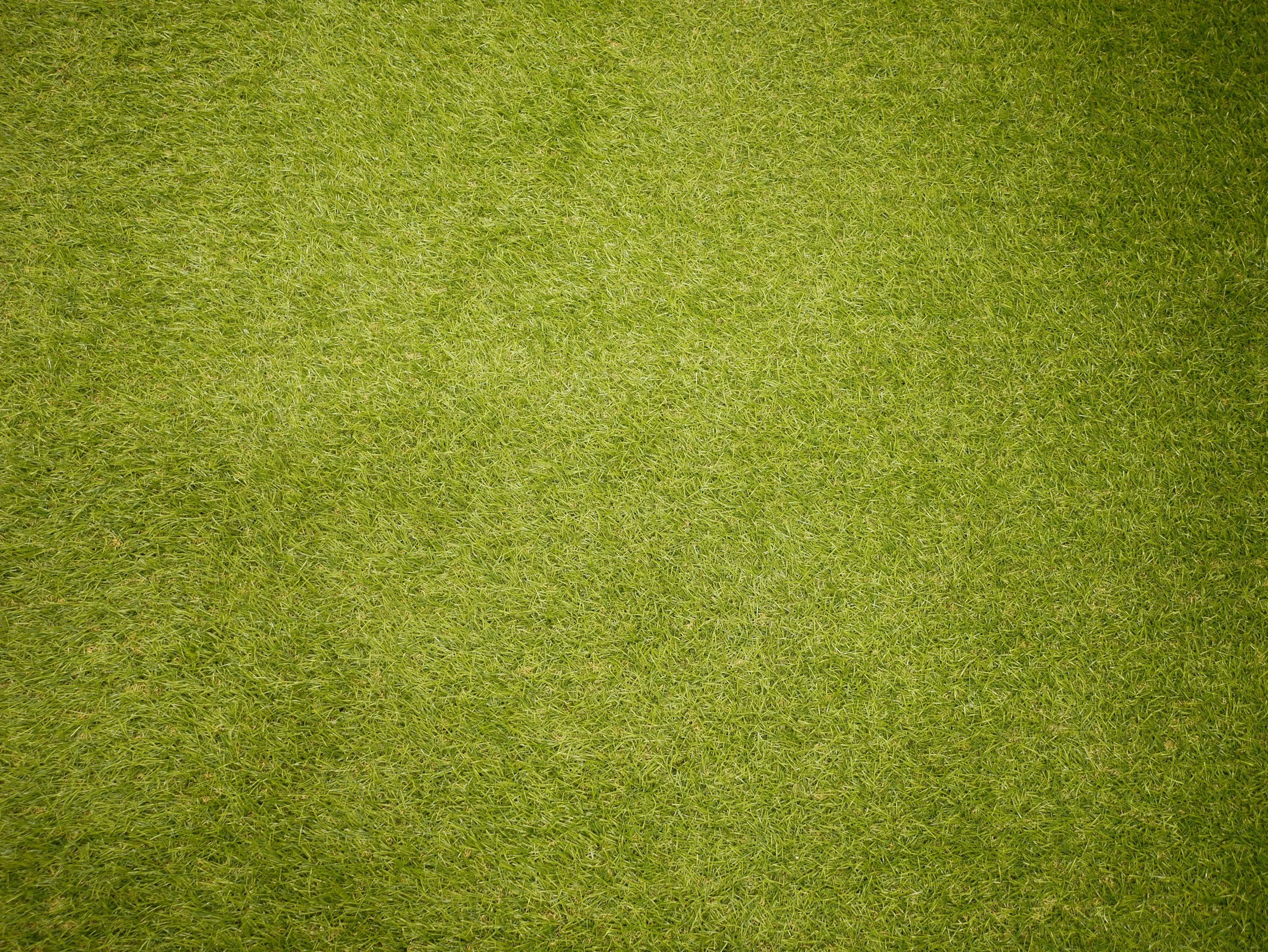 Close-up of a grassy green field or lawn.