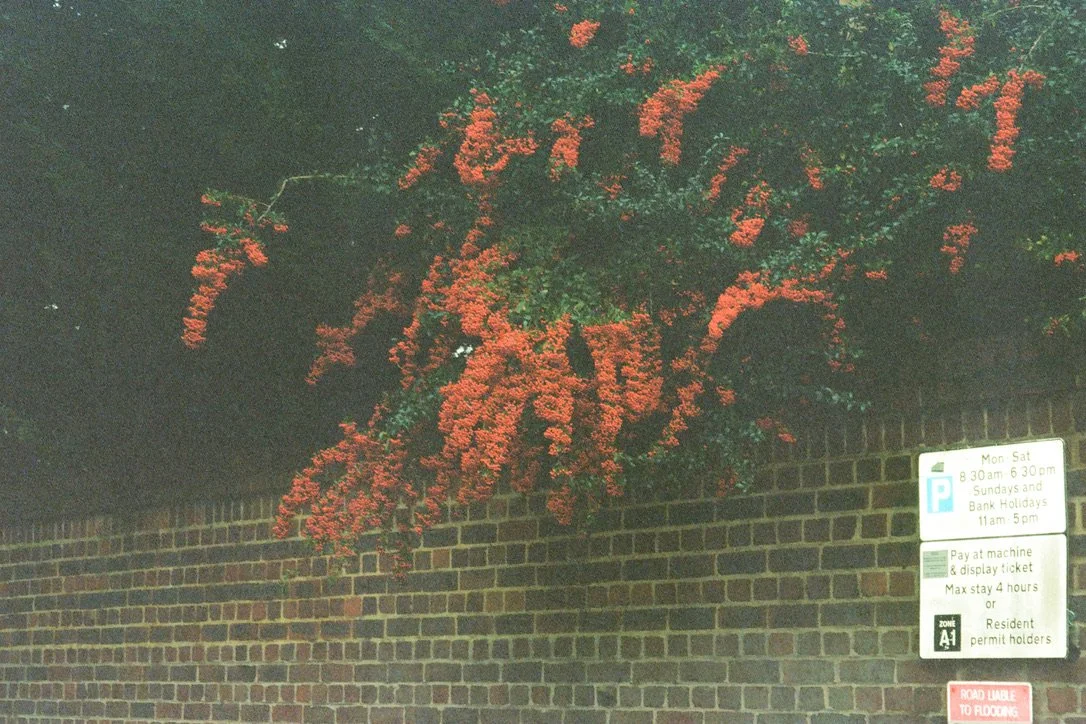 3E51661B-23E6-44C1-BDDF-50479EA068B8_1_105_c.jpeg
