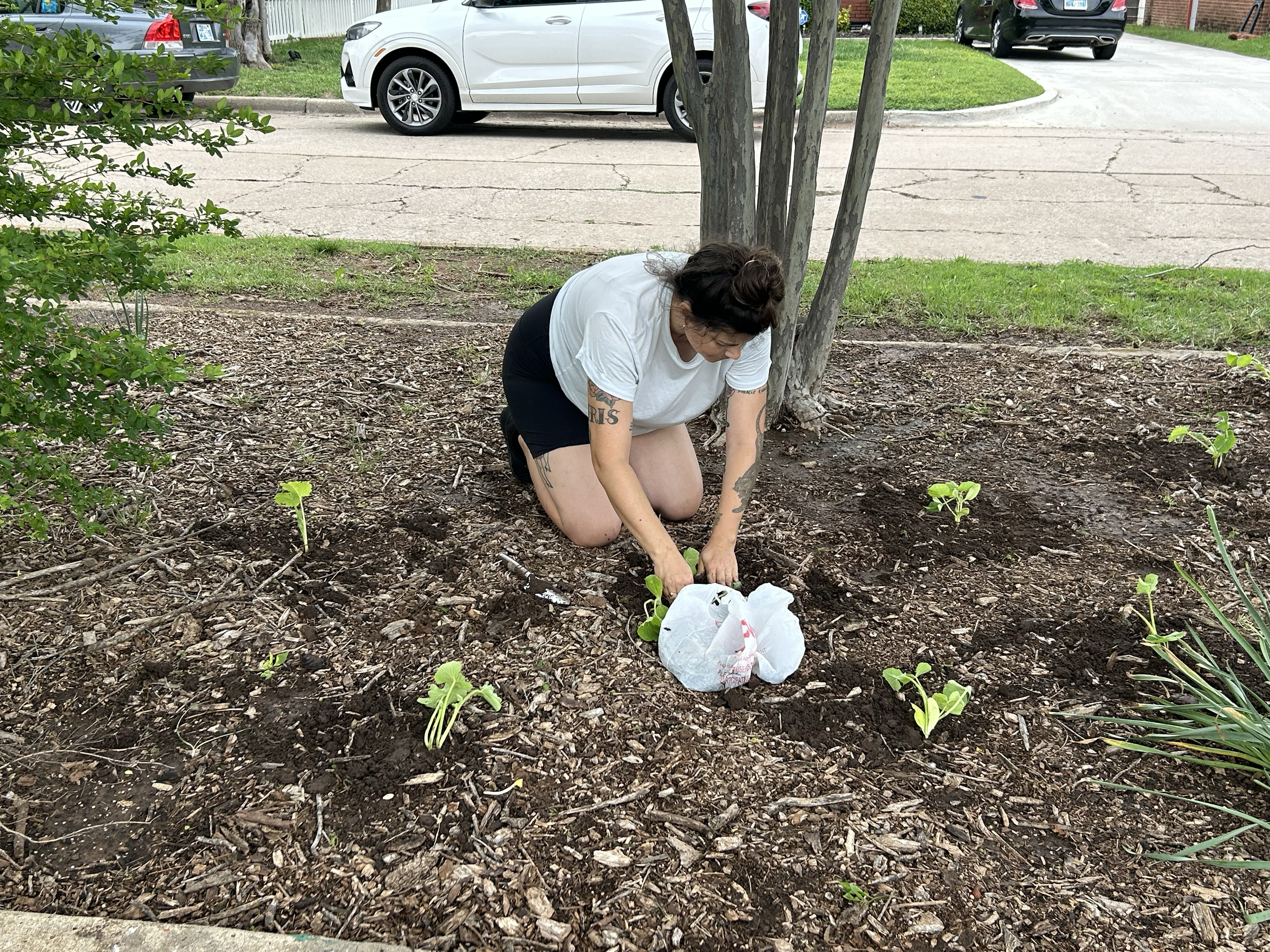 A woman with tattoos kneeling in a garden bed, planting seedlings or flowers, with a white plastic bag nearby. She is wearing a white t-shirt and black shorts, with a tree behind her and a street and parked cars in the background.