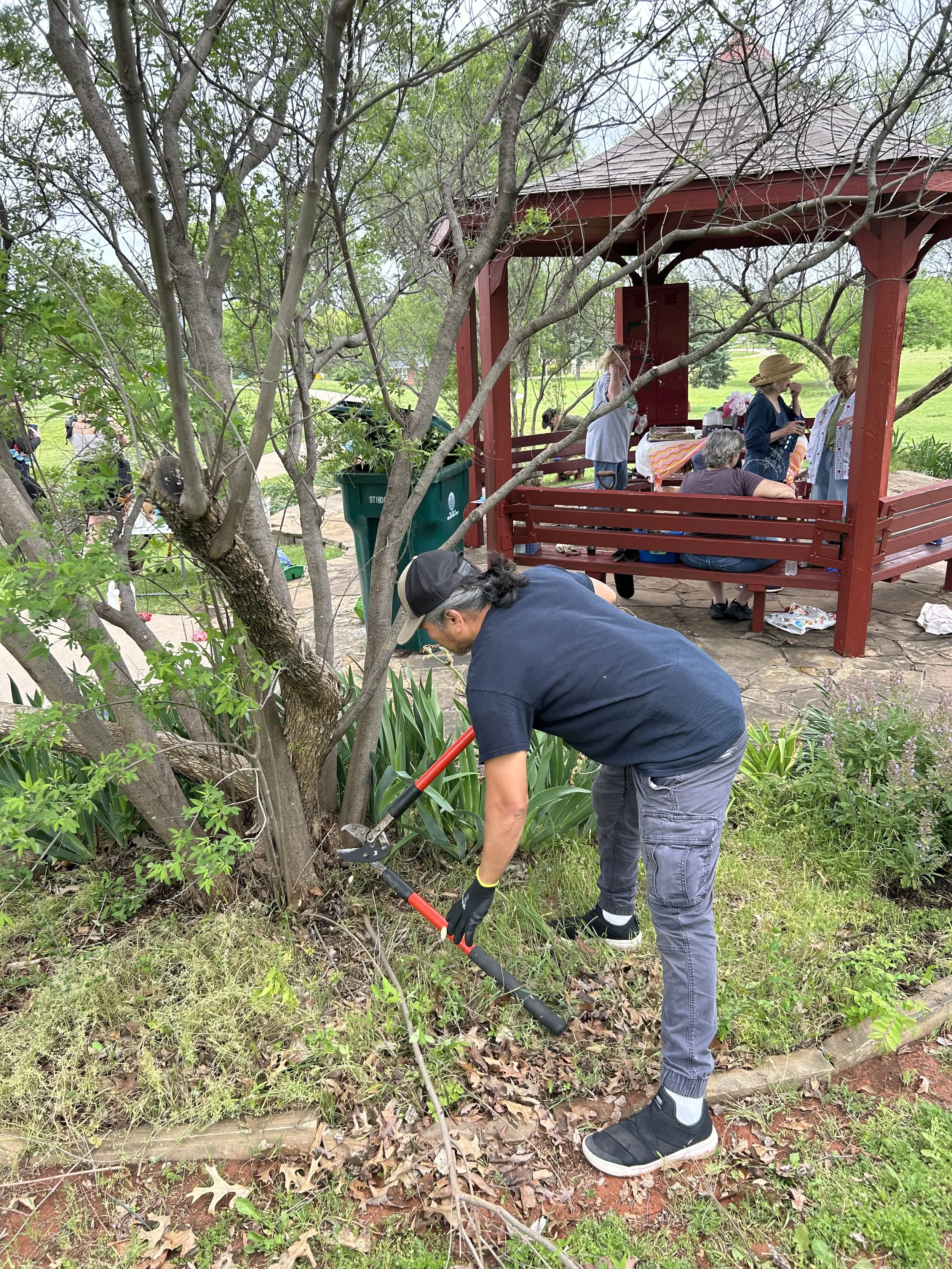 Person trimming a tree with pruning shears in a park with a gazebo and people socializing in the background.