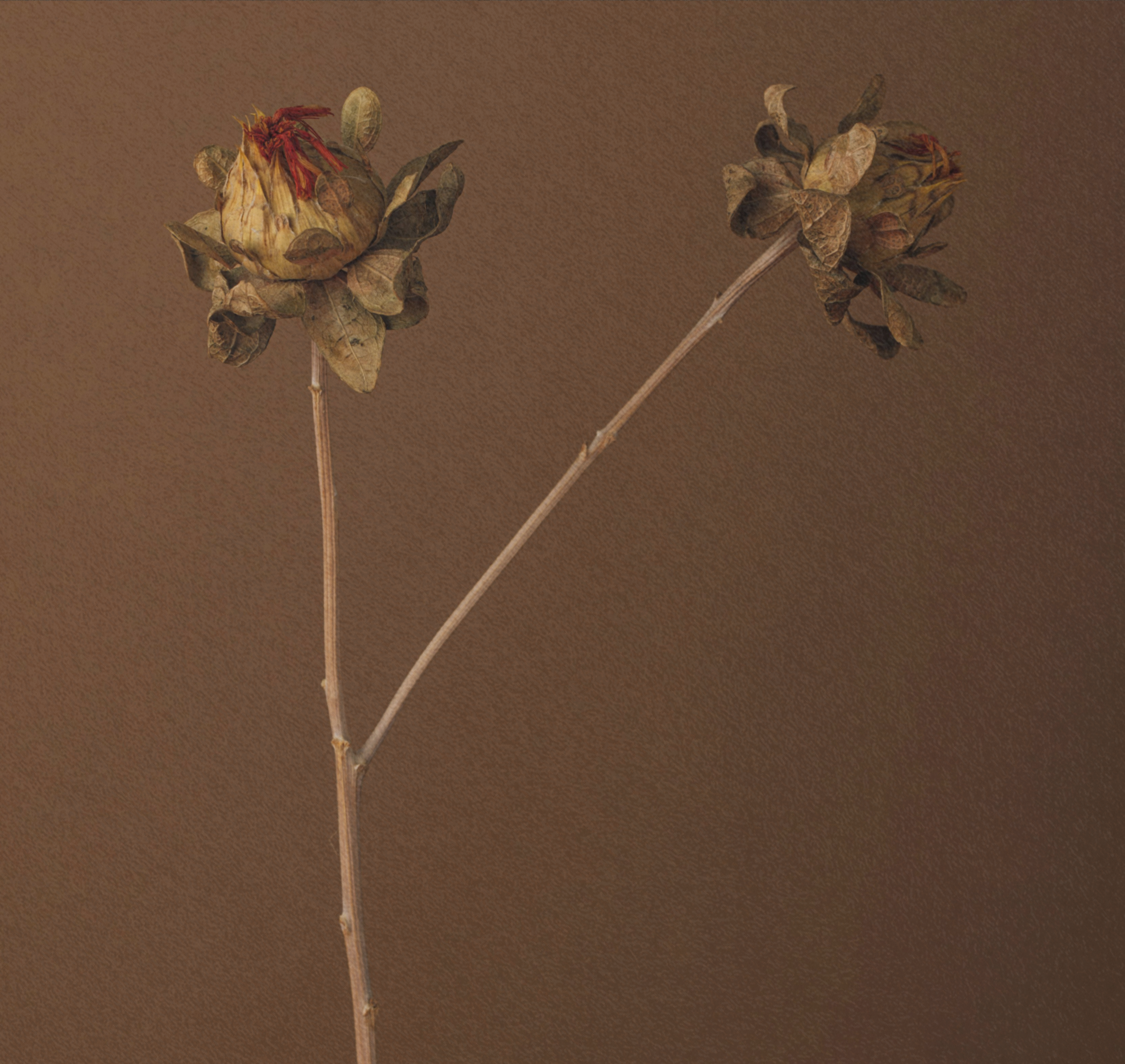 Dried, wilted roses with brown petals and stems on a brown background.