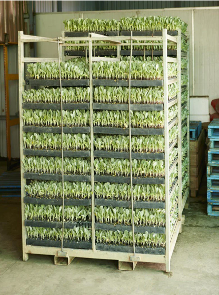Fresh Select Our Process — Fresh Select