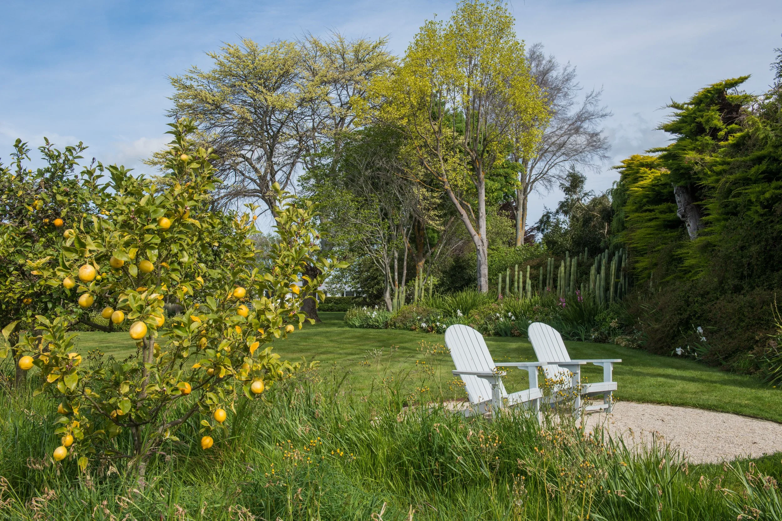 A peaceful garden scene with two white Adirondack chairs on a small gravel patch, surrounded by lush green grass, an orange tree with ripe fruit on the left, tall trees with budding leaves, and various bushes and plants in the background under a part