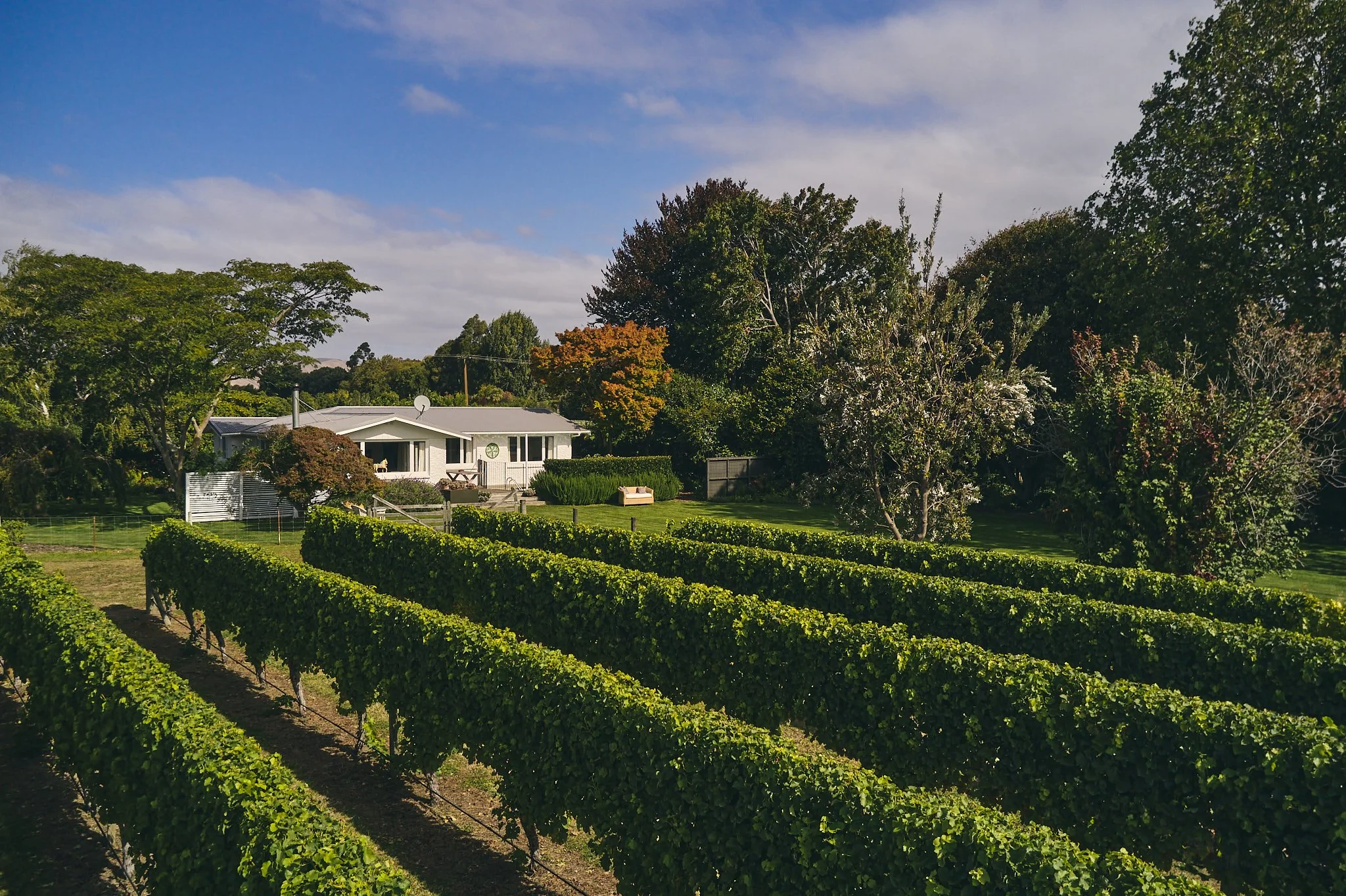 A residential backyard with well-maintained green grass, multiple trees, and a white house in the background. The yard features neatly trimmed bushes and a garden with rows of vines or plants, and a few benches are visible near the house under a part