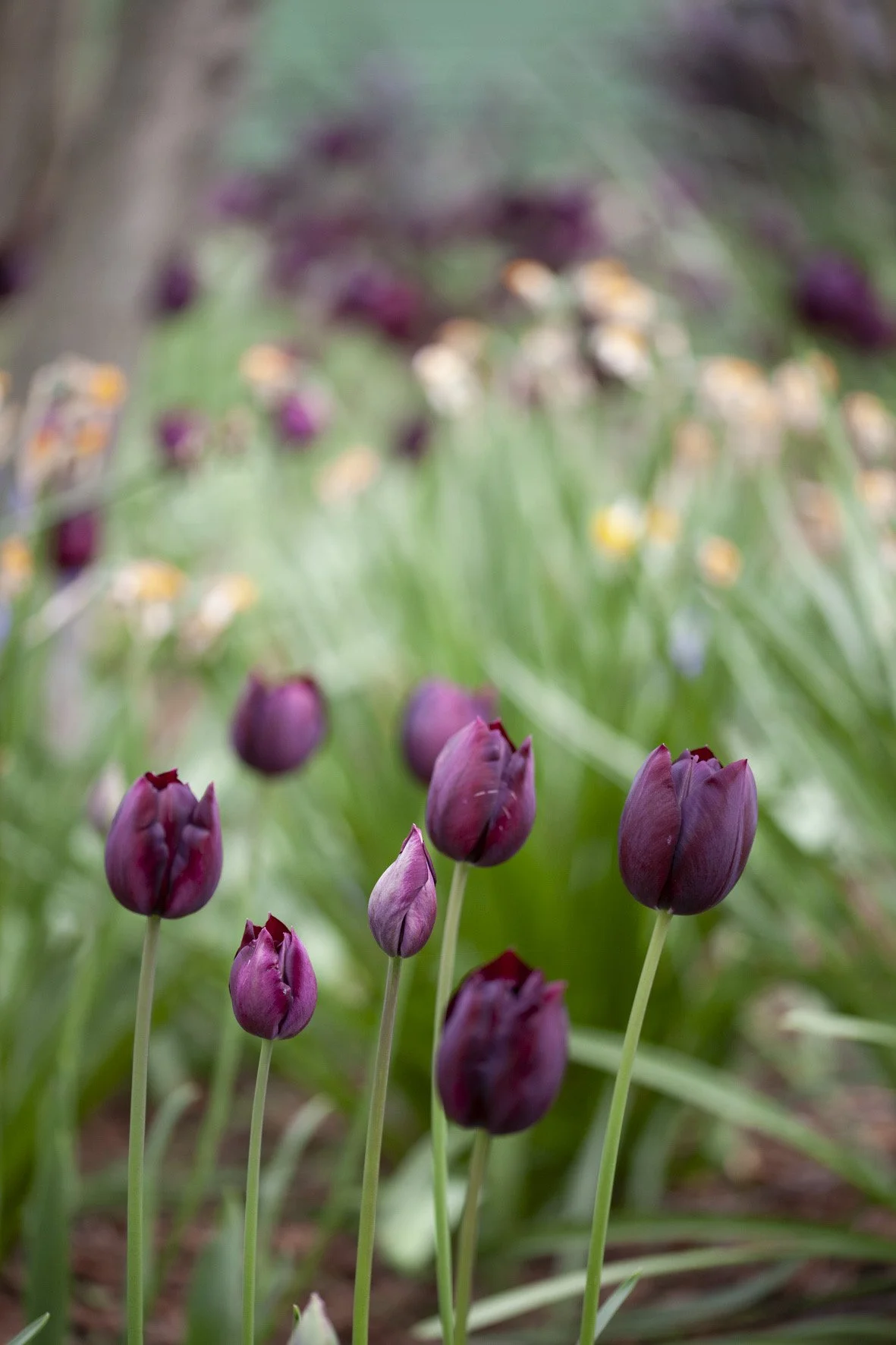 Elizas Garden Cottage170.JPG