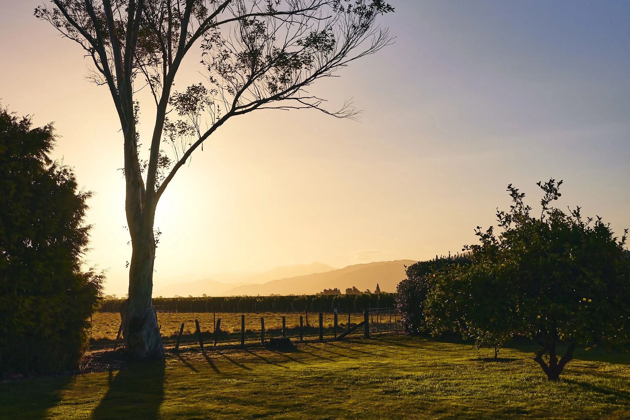 Francie, Christchurch