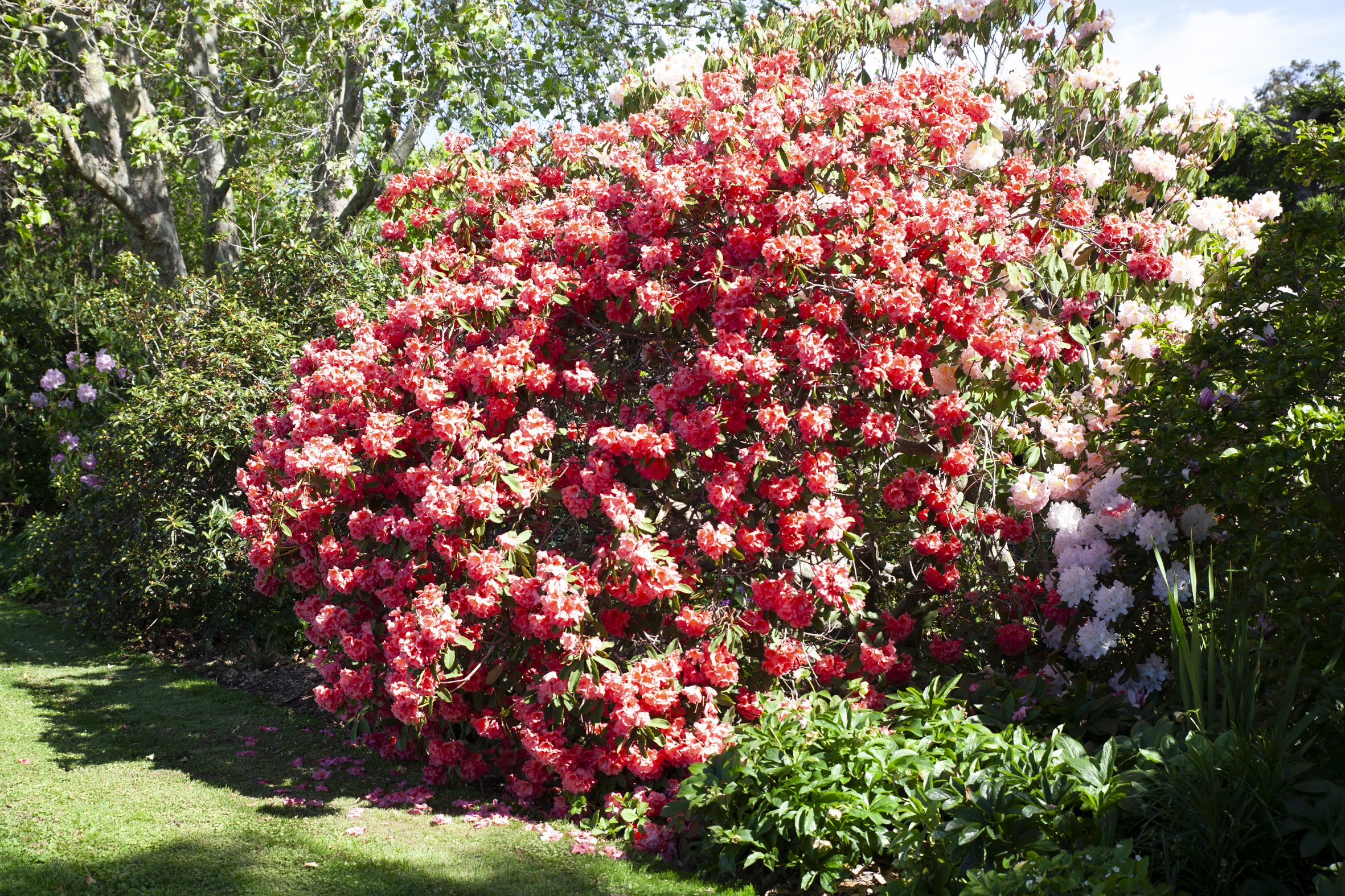 Elizas Garden Cottage145.JPG