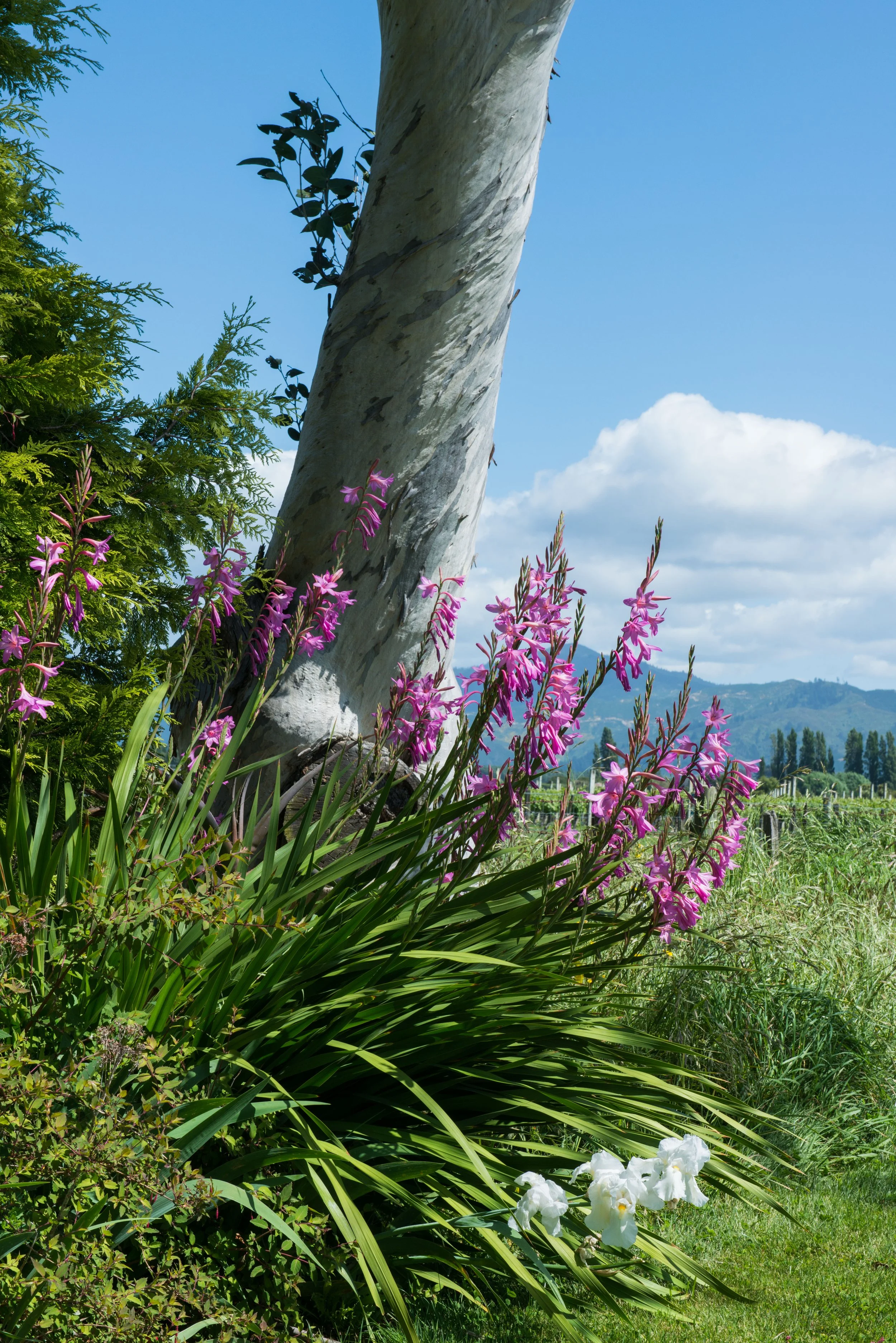 Elizas Garden Cottage194.JPG