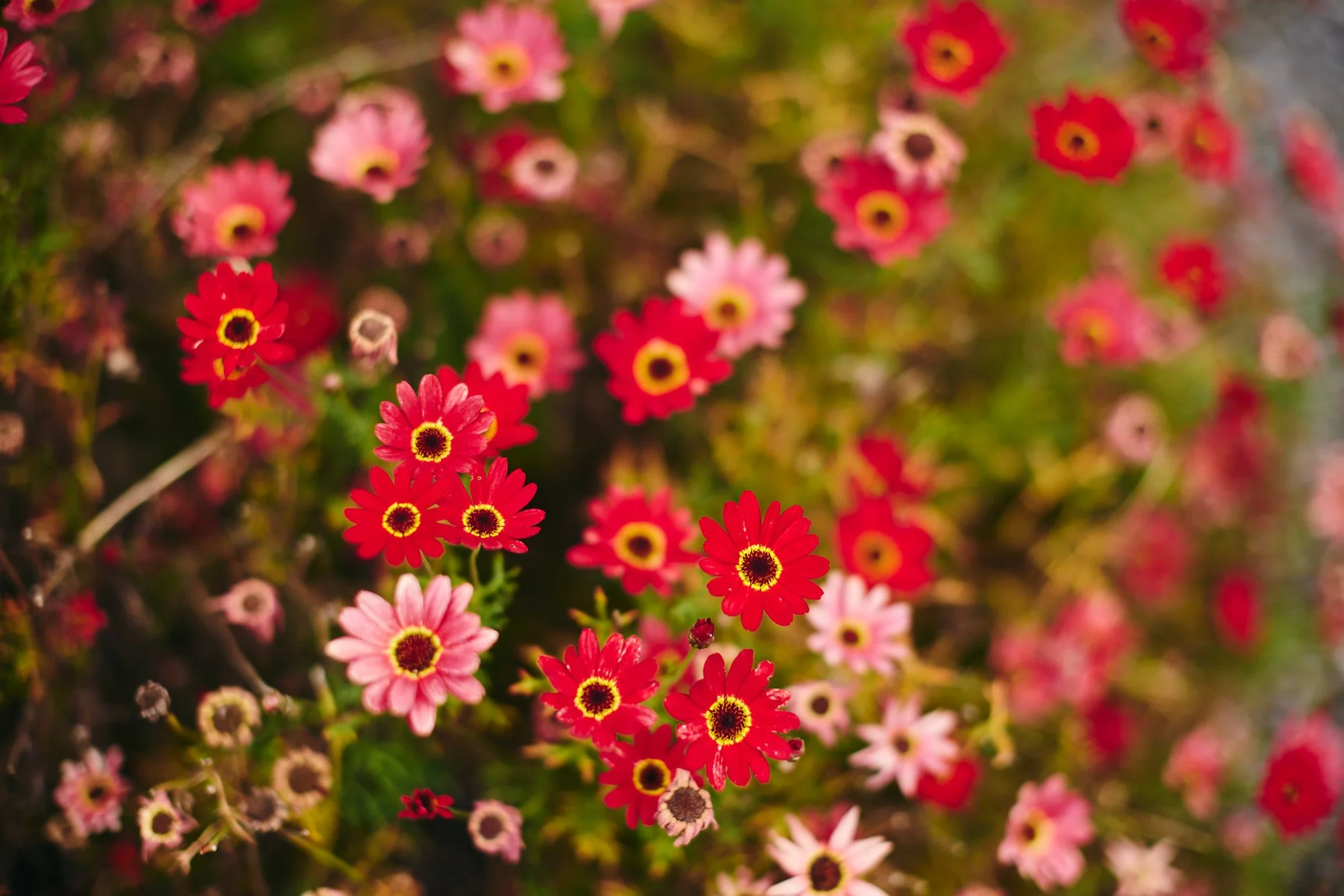 Elizas Garden Cottage4.JPG