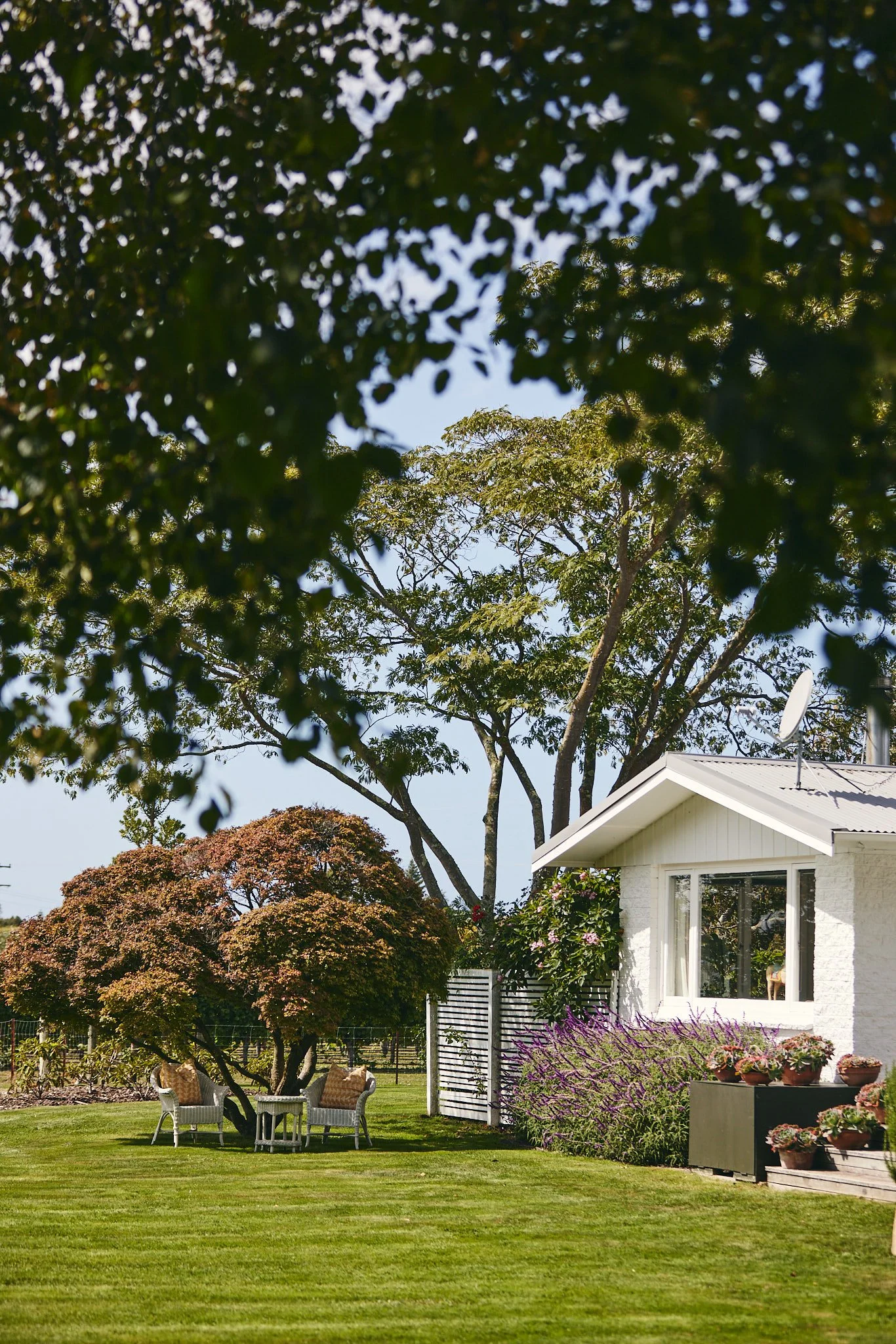 A well-maintained backyard with a white house, green lawn,Chair with pillows, flowering shrubs, tall trees and a clear blue sky.