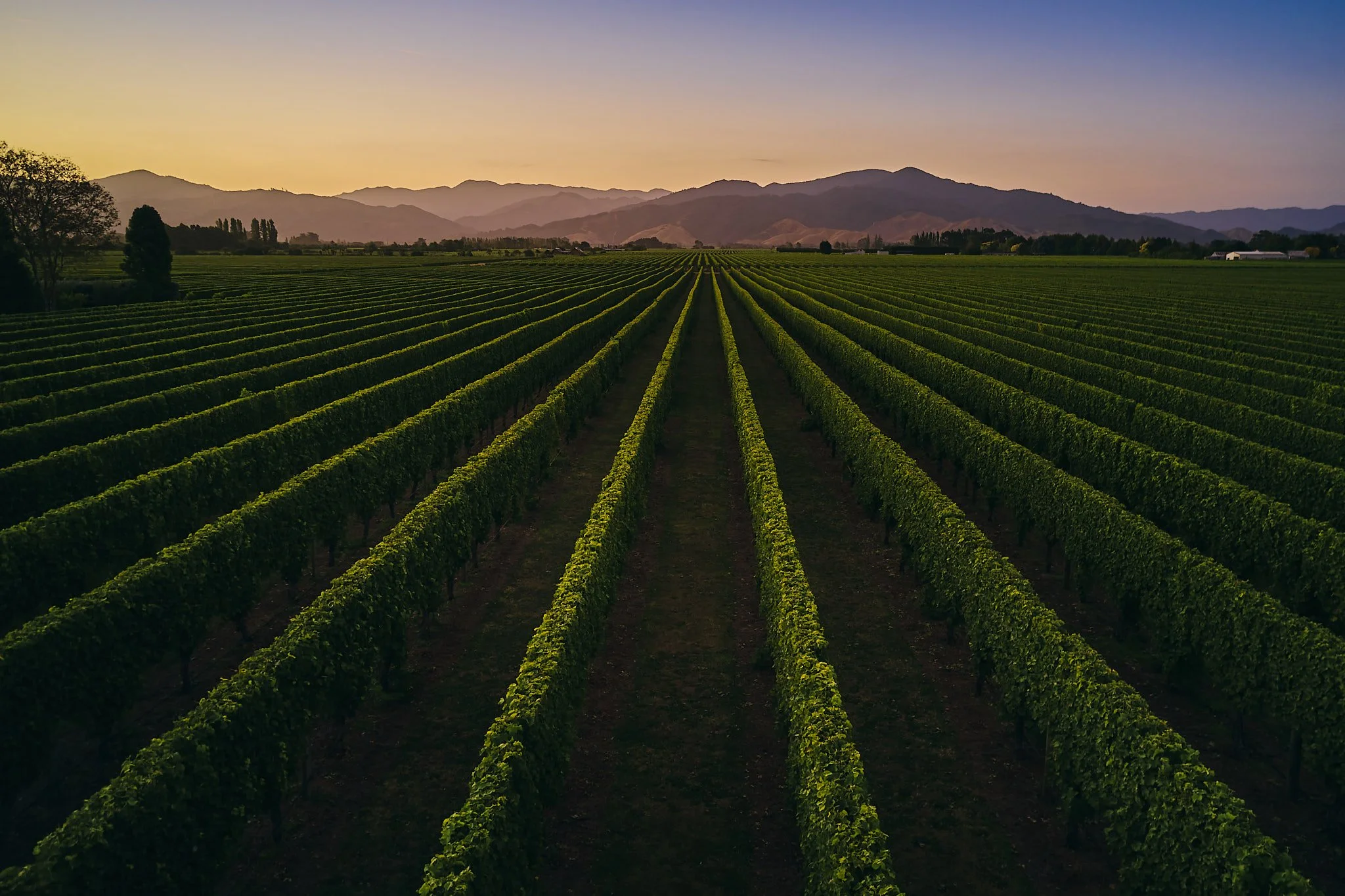 A vast vineyard with rows of grapevines extending toward distant mountains under a colorful sky at sunset or sunrise.