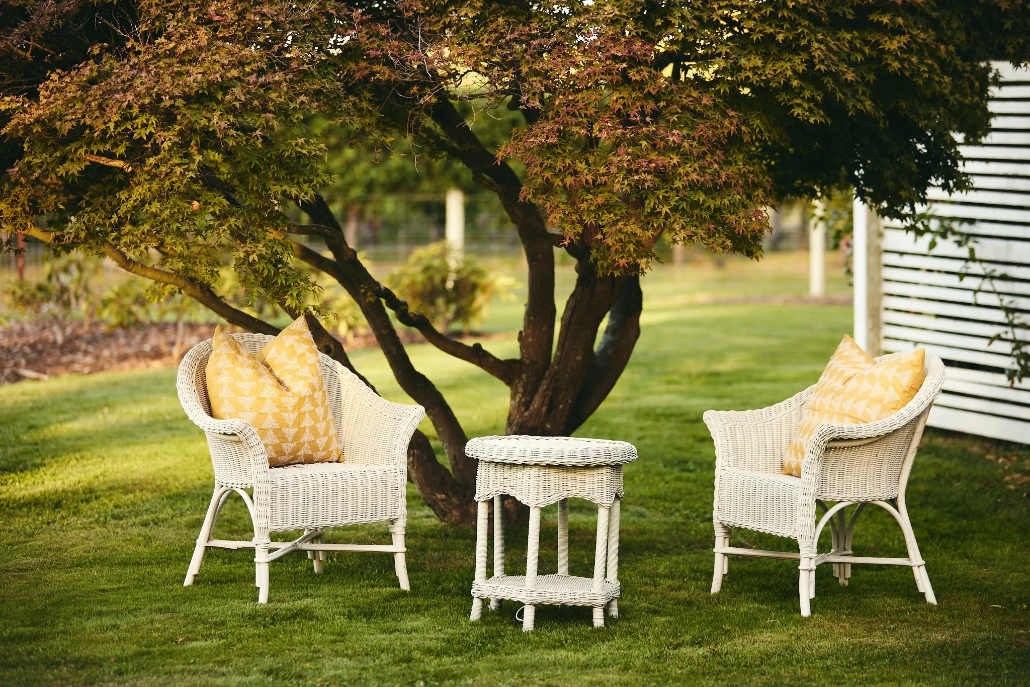 Two white wicker chairs with yellow patterned cushions arranged around a small white wicker table beneath a large tree with purple-green leaves on a well-manicured lawn.