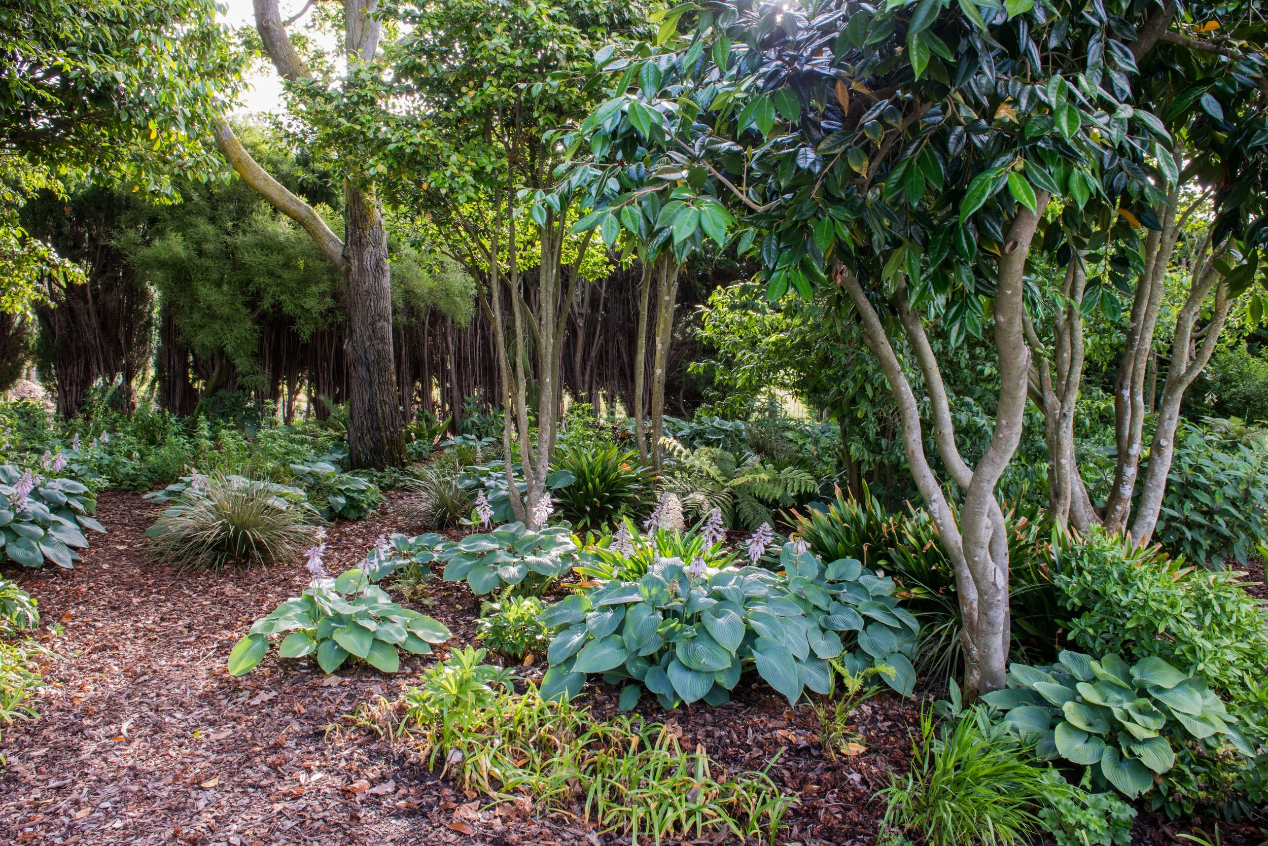 Lush garden filled with various green plants, large trees, ferns, and ground cover, bathed in sunlight.