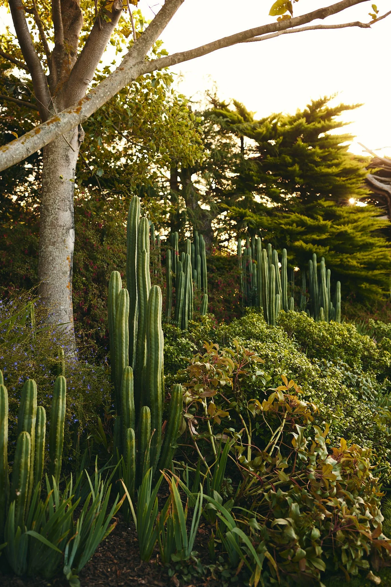 A garden scene with tall cacti, a leafy tree, and various green shrubs, illuminated by warm sunlight.