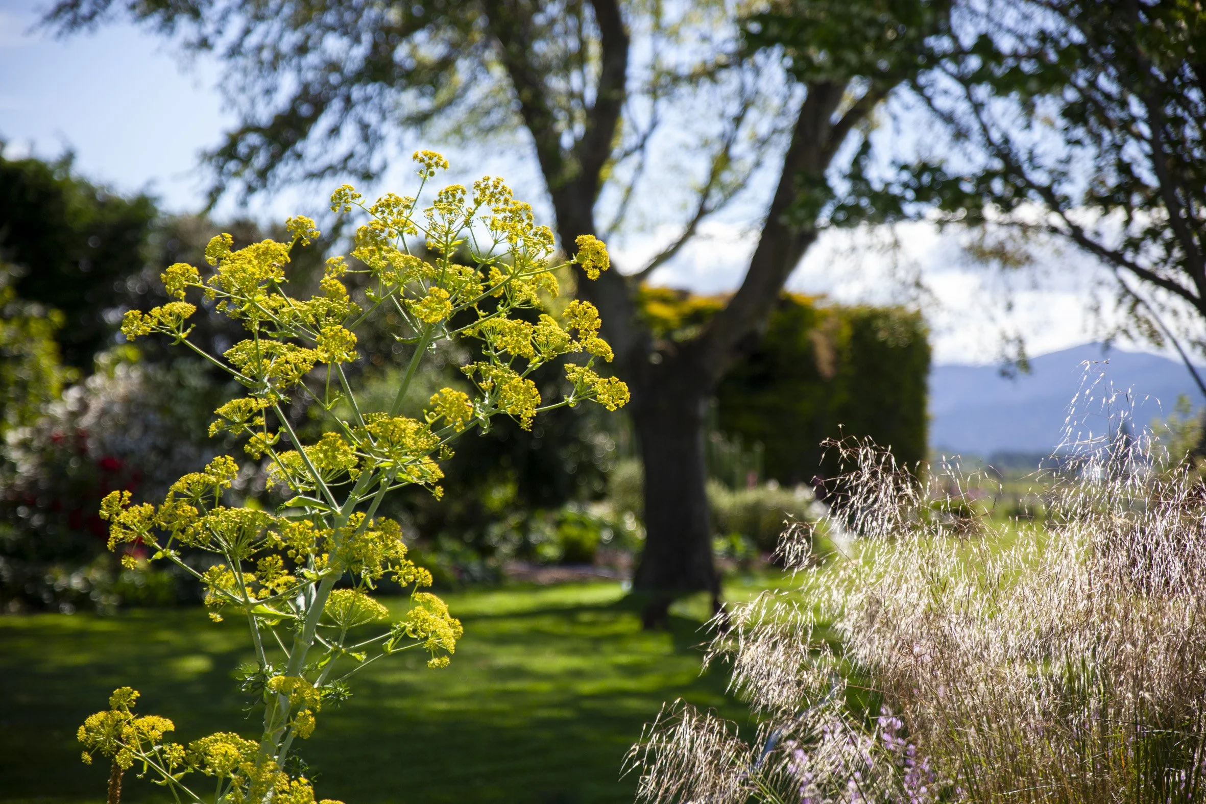 A garden scene with yellow flowering plant on the left, tall grass on the right, trees and cloudy sky in the background.