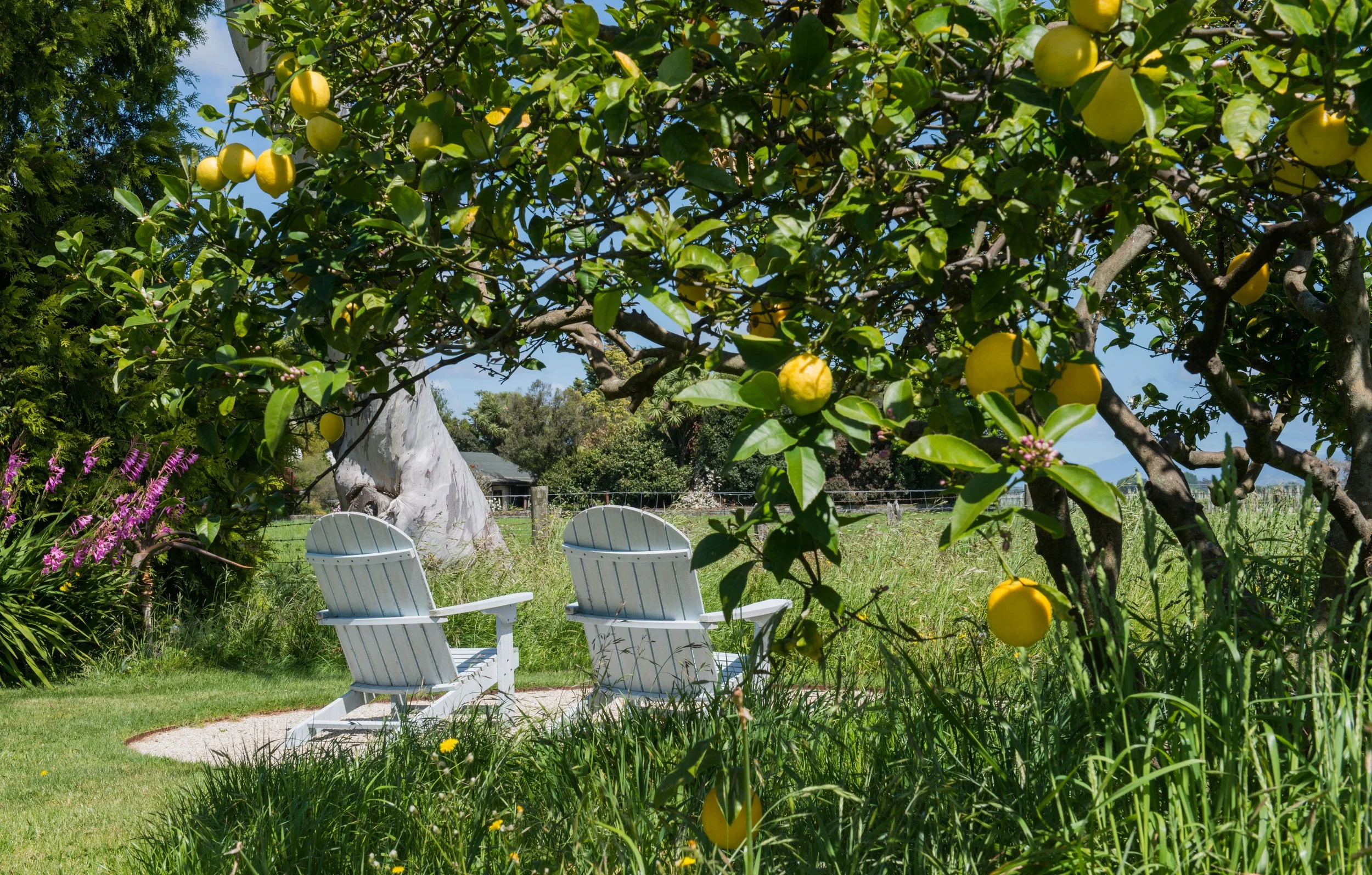 Two white Adirondack chairs on a grassy lawn under a lemon tree with ripe lemons. In the background, there's a fence, trees, and a small building, all under a clear blue sky.