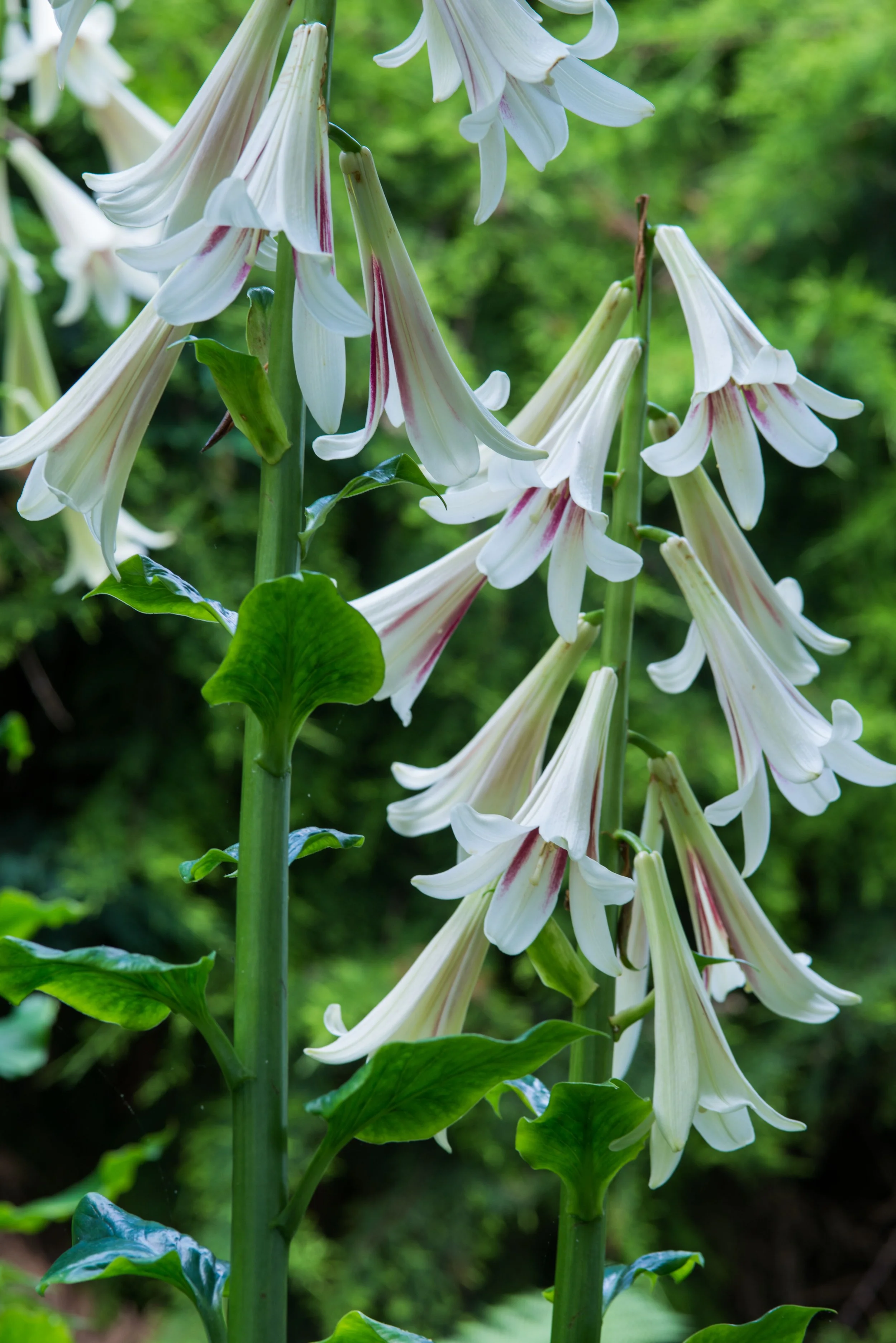 Close-up of white trumpet-shaped flowers with red streaks, green leaves, and stems in a natural setting