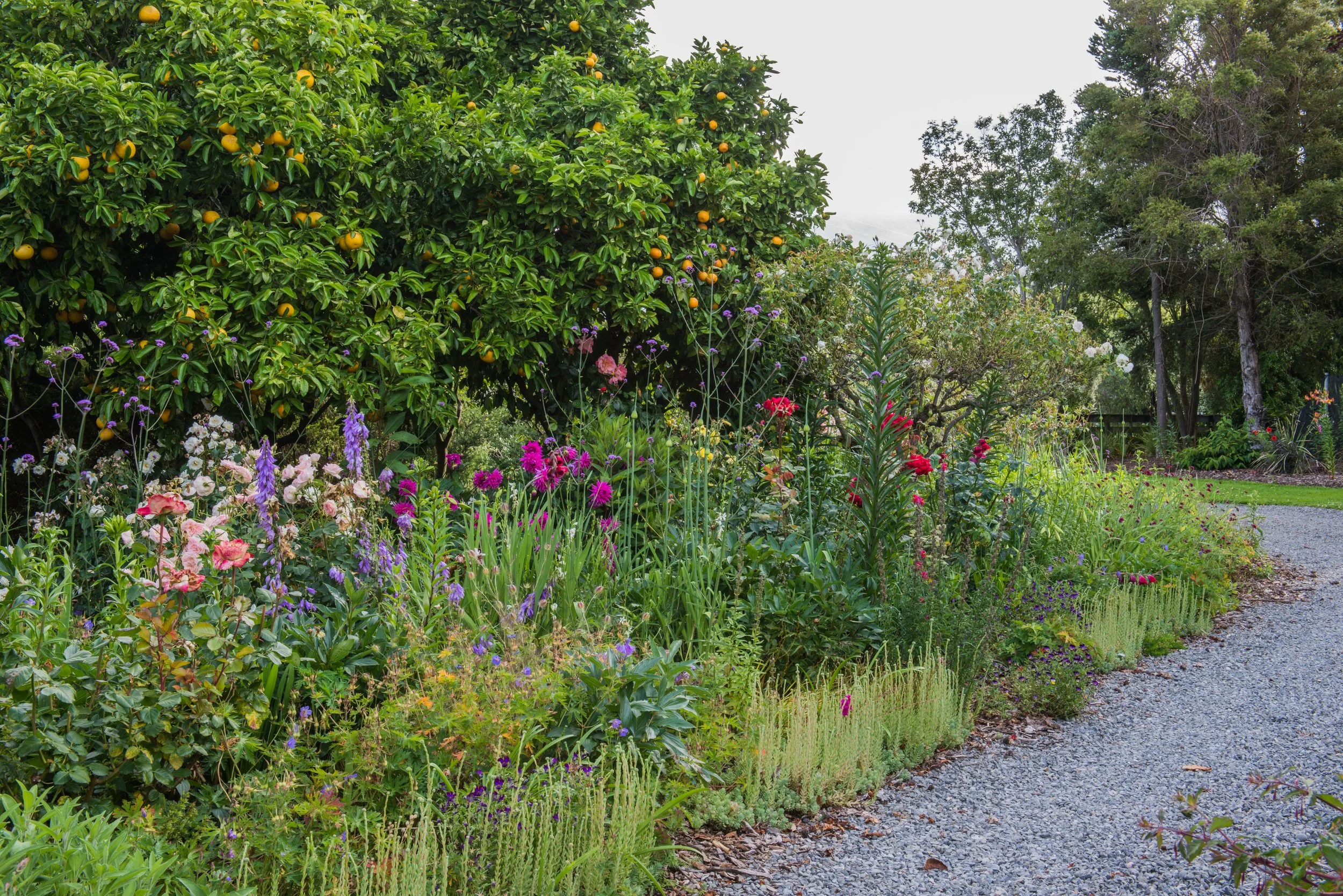 A garden with a citrus tree bearing small, round orange fruits, surrounded by colorful flowers and green foliage, with a gravel pathway curving to the right.