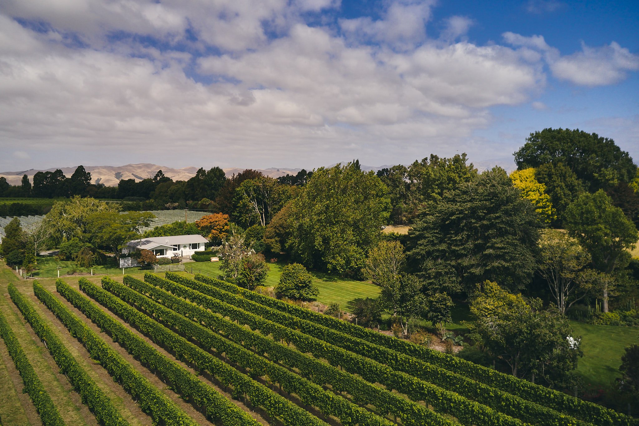 A vineyard with rows of grapevines, surrounded by lush green trees, under a partly cloudy sky with distant hills in the background.