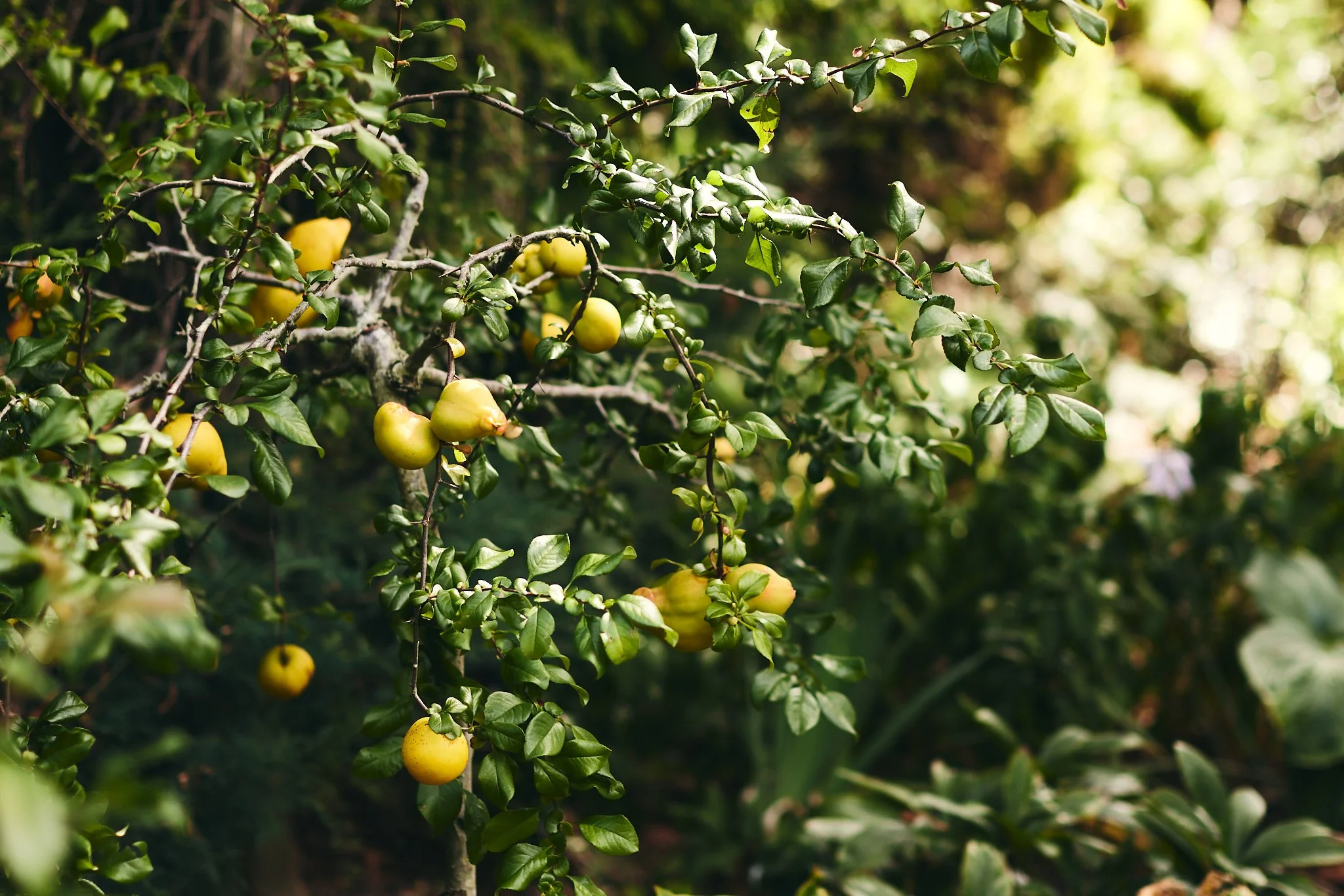 Branches of a fruit tree with small yellow-green apples growing on it, surrounded by lush green leaves and a blurry background of foliage.
