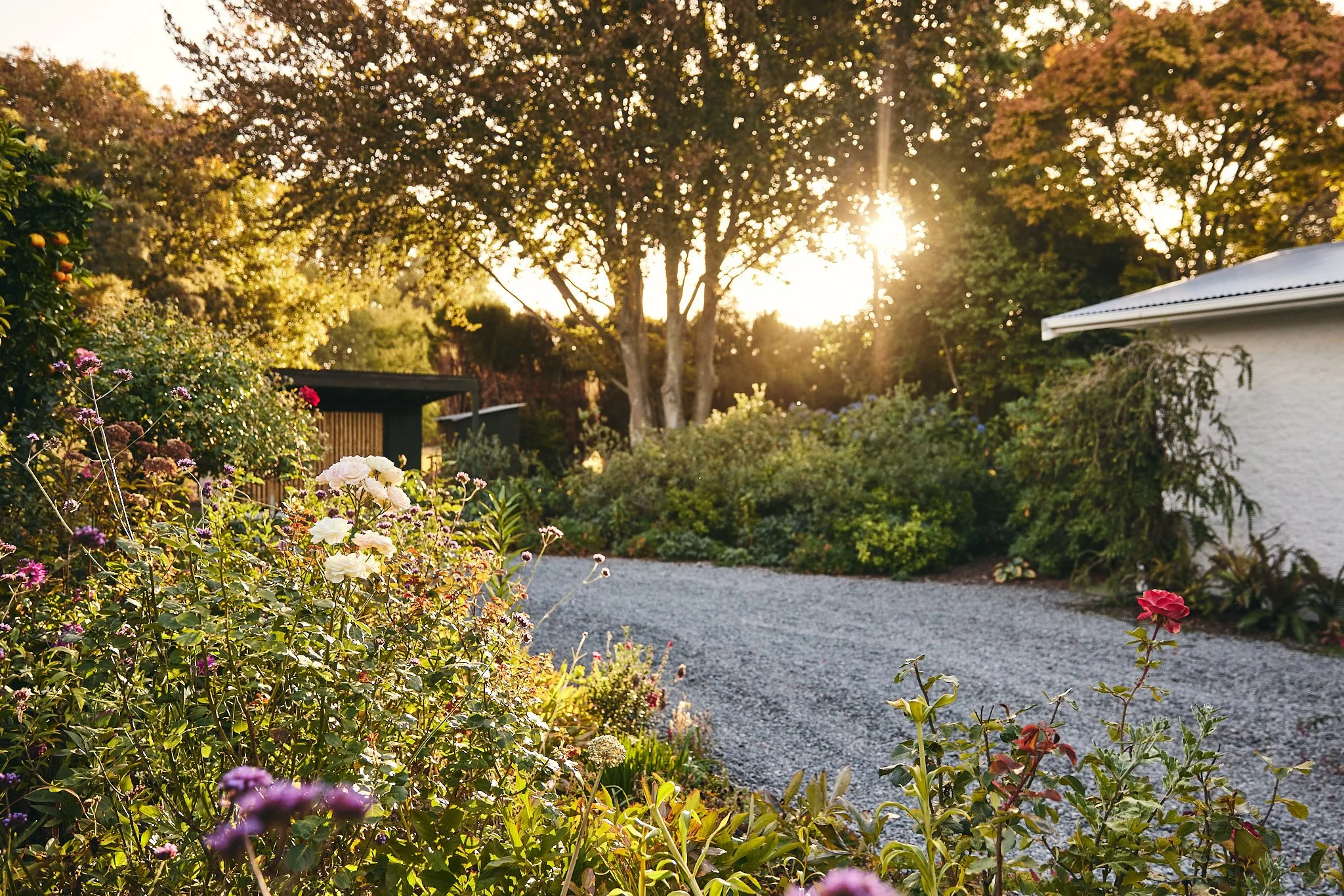 A garden scene at sunset with various flowers, trees, a white house on the right, and a gravel pathway.