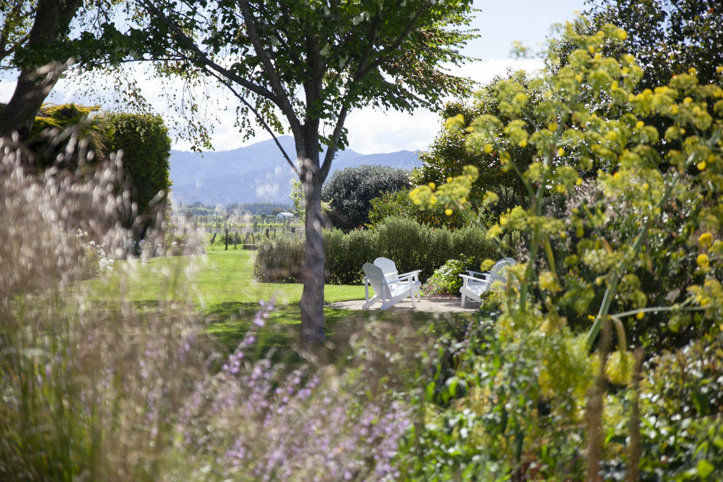 A peaceful park scene with two white benches on a small paved area, surrounded by green trees and bushes, with mountains in the background and a partly cloudy sky.