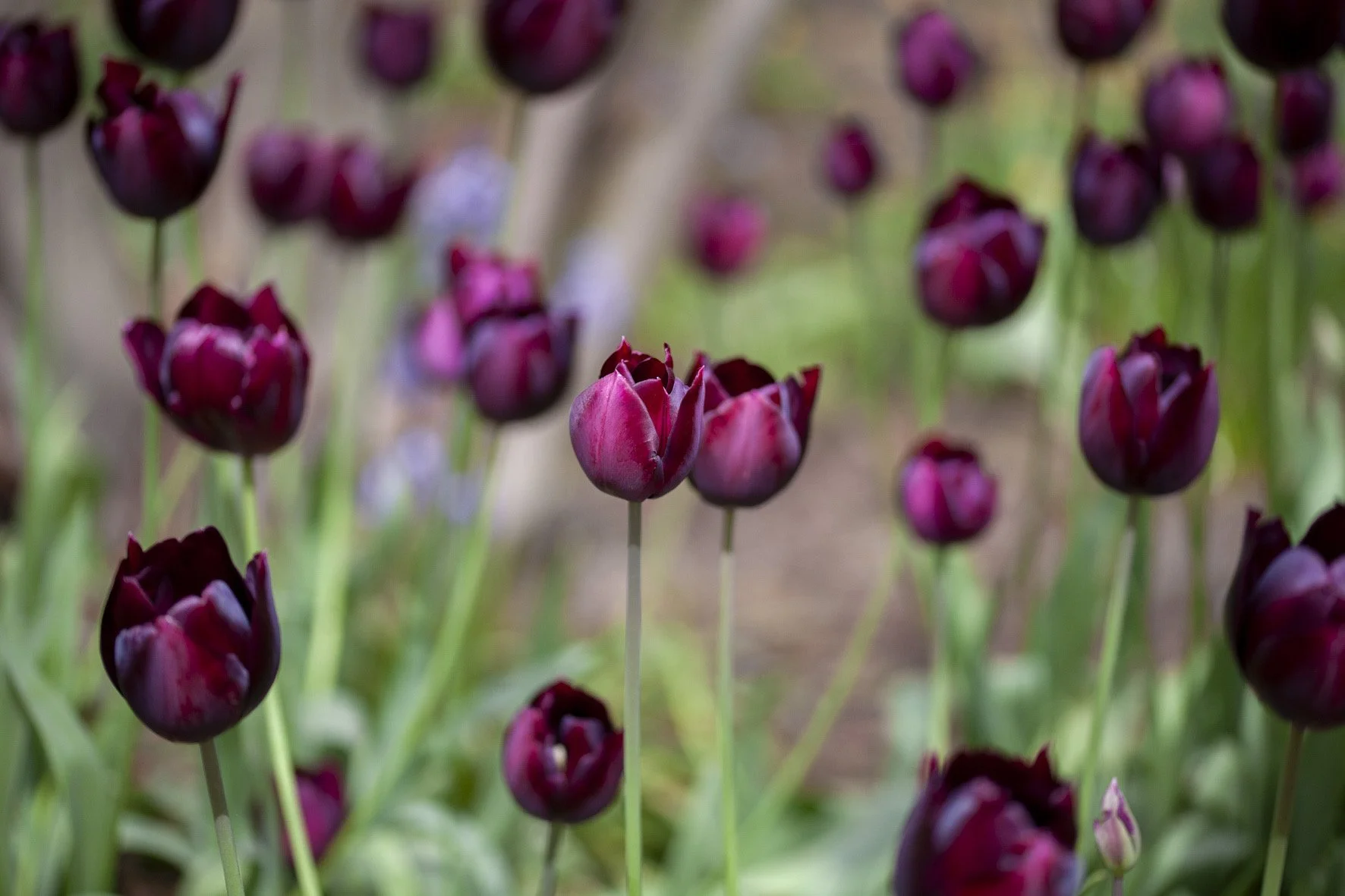 Close-up of dark pink tulips blooming in a garden with blurred green and brown background.